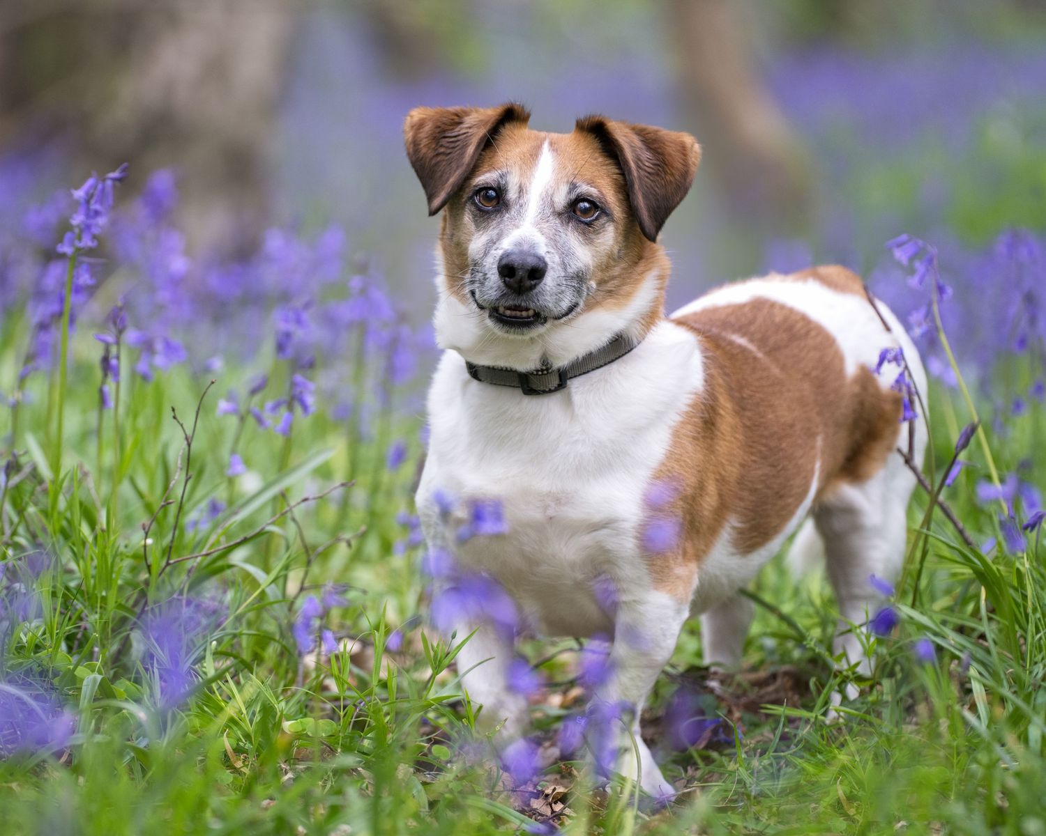 A Jack Russell Terrier stands alert among purple bluebell wildflowers in a lush green meadow.