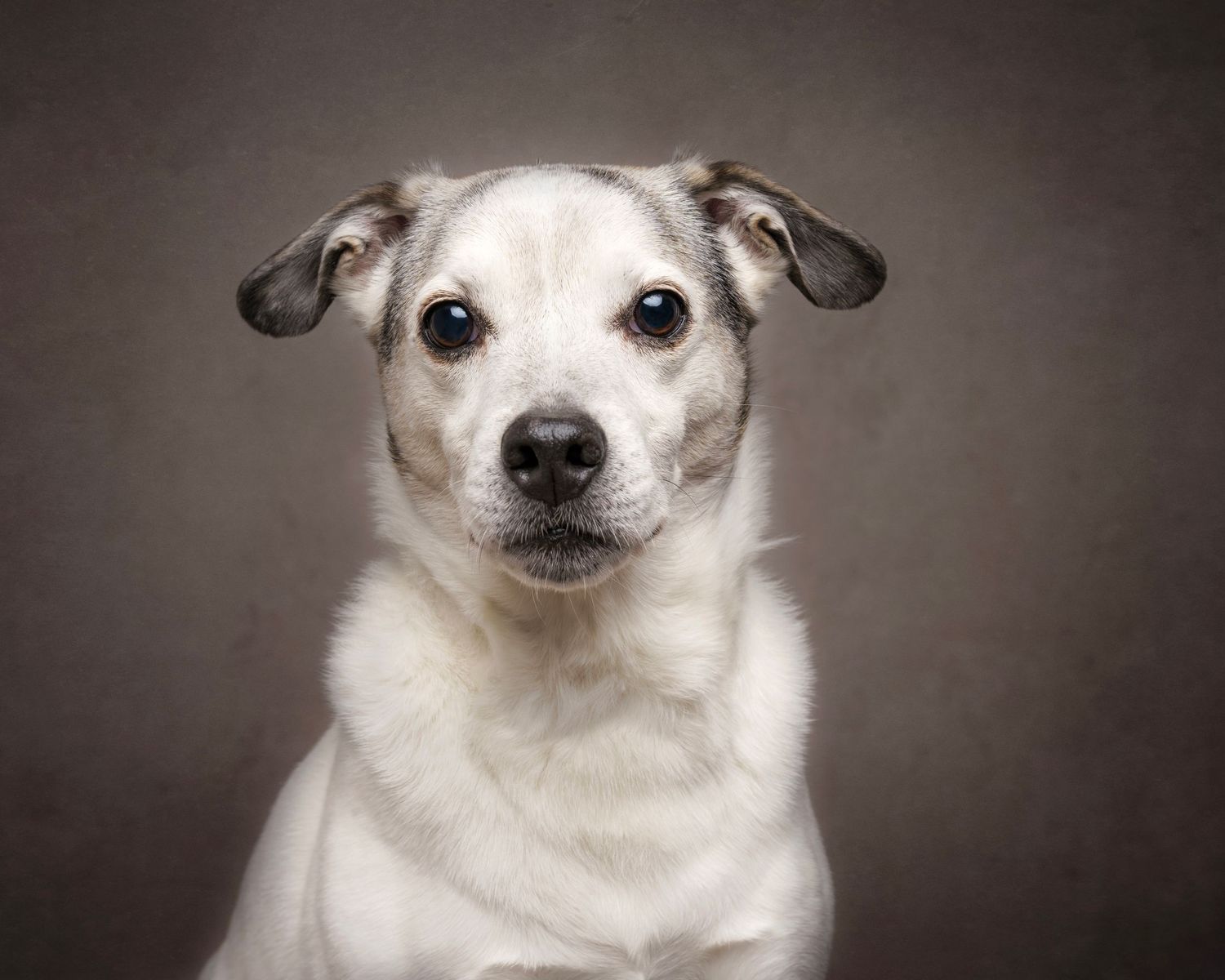 Dog photograph. Small white dog looking directly at camera in studio portrait.