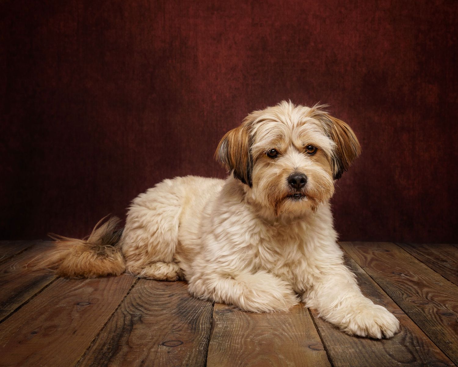 Dog photograph. White and tan mixed breed dog lying on wooden floor in professional studio portraits.