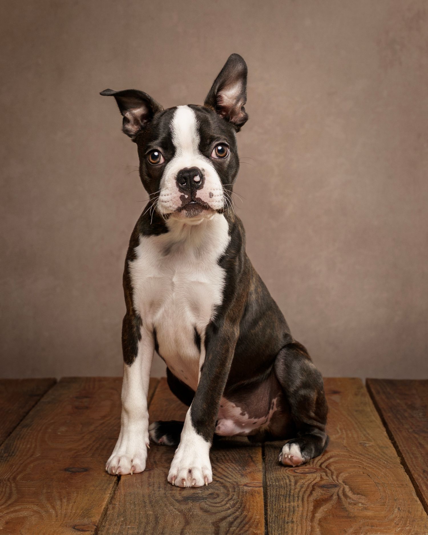 Dog photograph. Brindle and white Boston Terrier puppy looking curious, sitting on wooden floorboards.