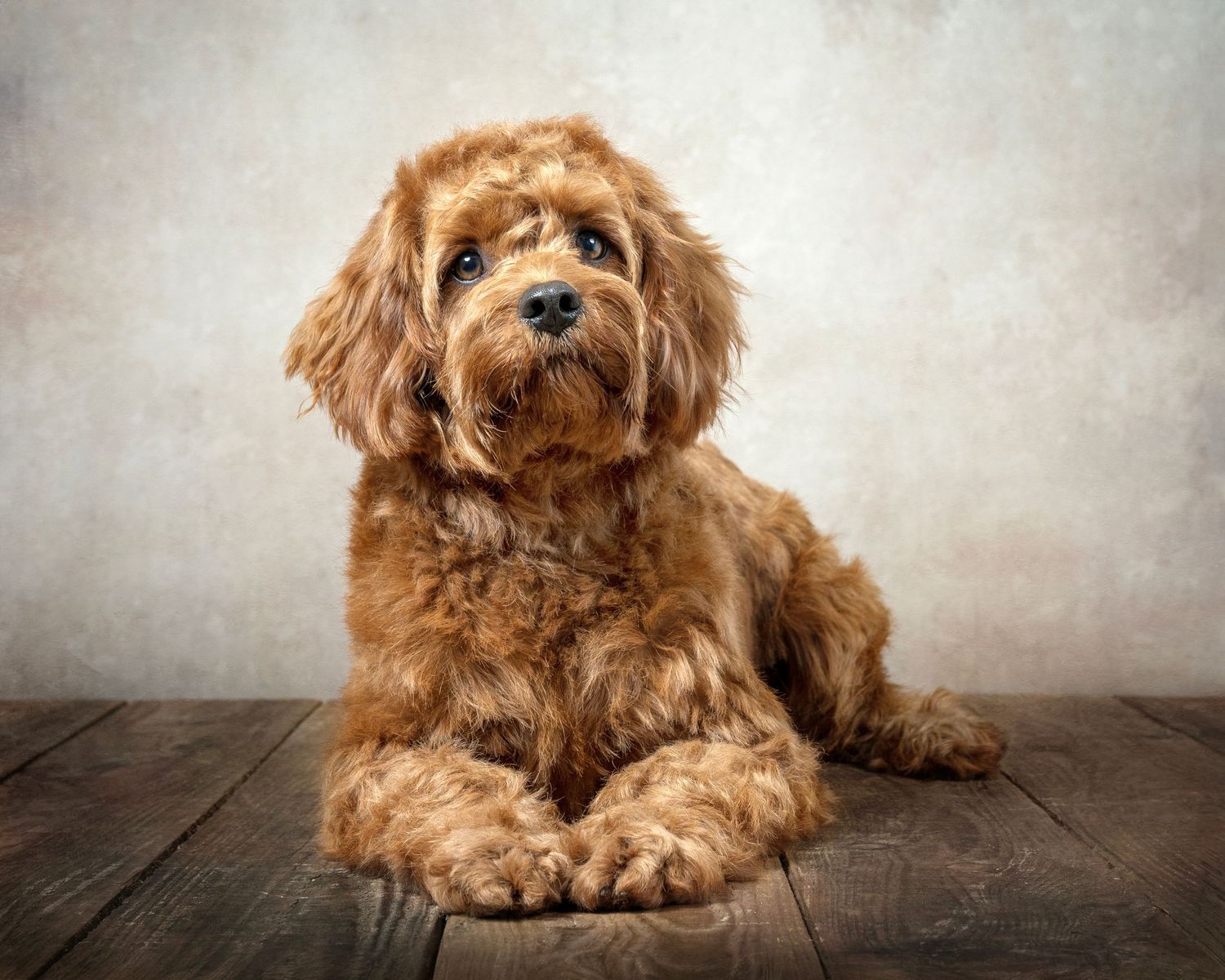 Dog photograph. Shot of a fluffy brown cockapoo dog sitting on wooden flooring with artistic lighting.