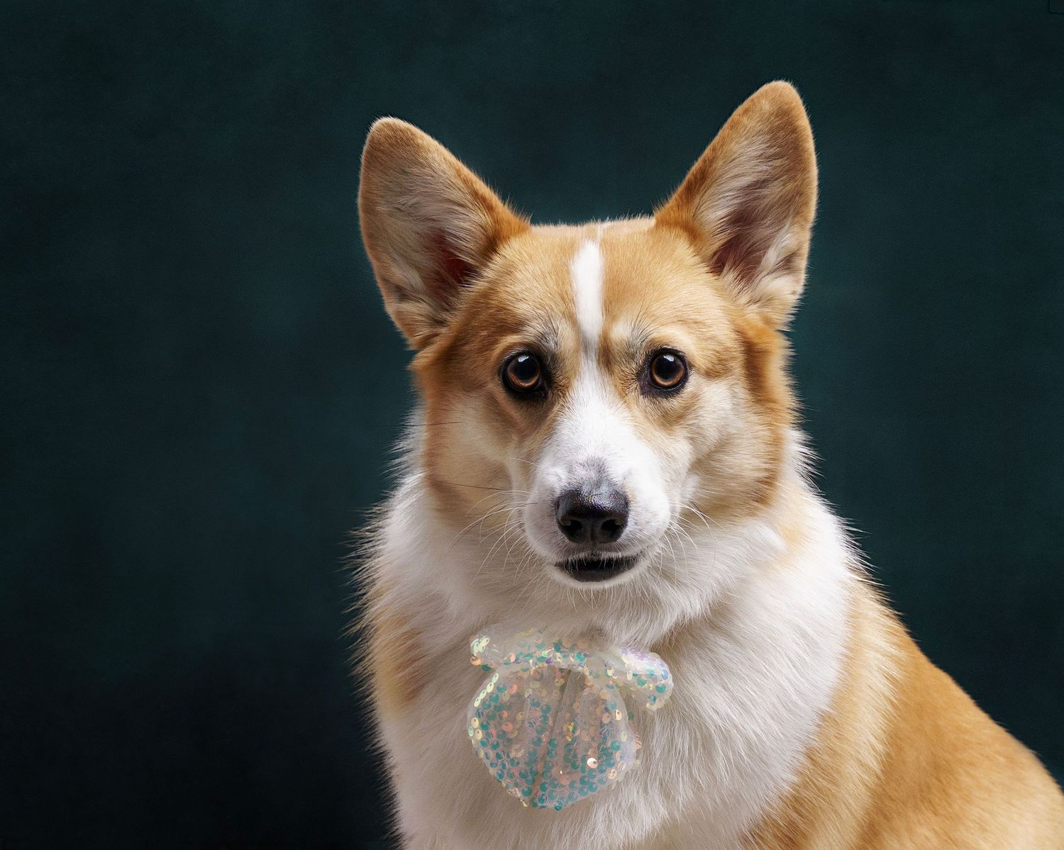 Dog photograph. Corgi dog with orange and white fur photographed against dark background in studio setting.