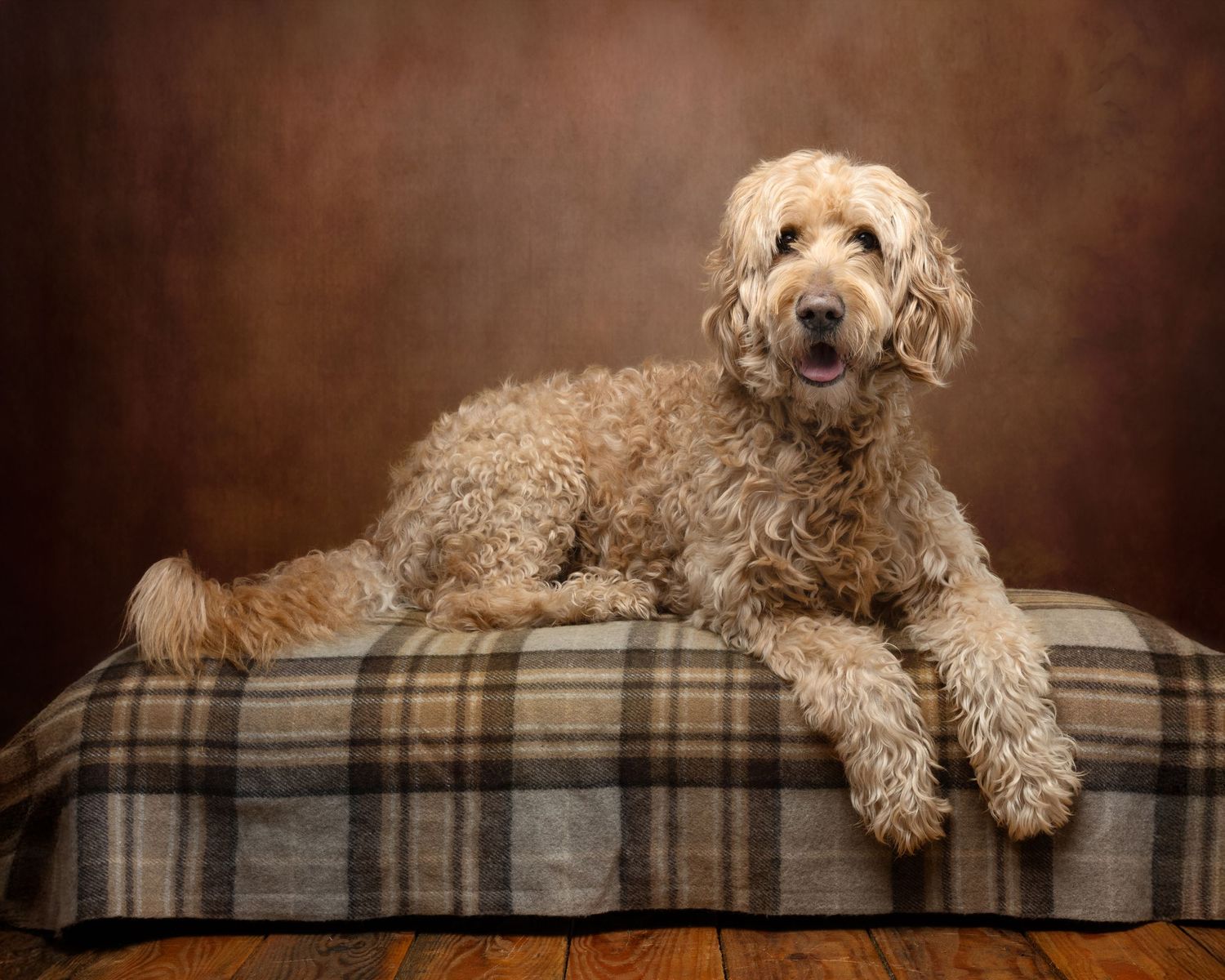 Dog photograph. Labradoodle dog resting on plaid cushion in warm-toned studio portrait.
