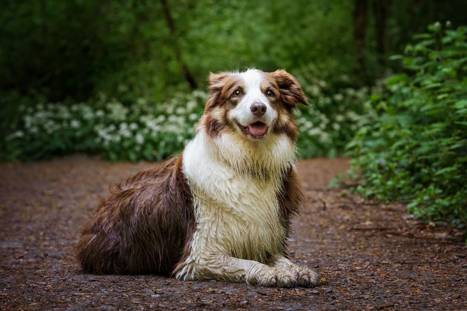Wet Australian Shepherd dog sitting on a forest path surrounded by lush green trees and white wildflowers.