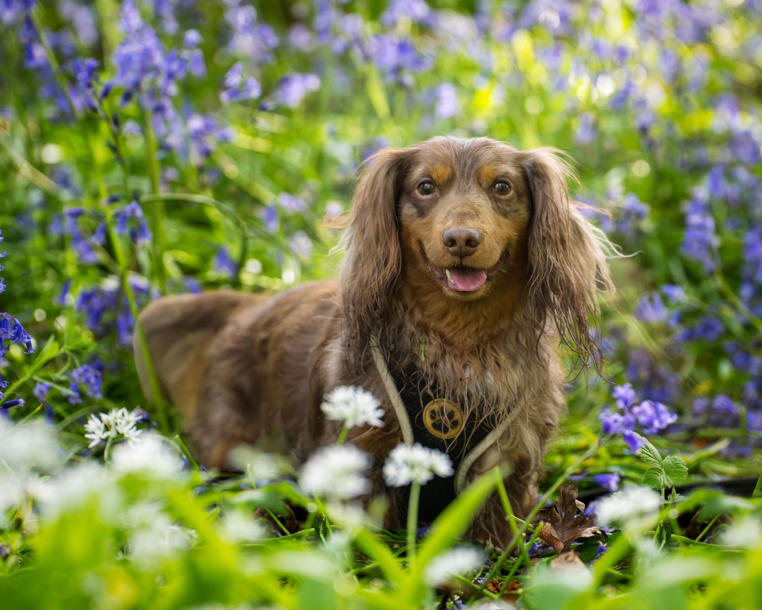 A fluffy brown dachshund sits among vibrant bluebells and white wildflowers in a lush green woodland garden.