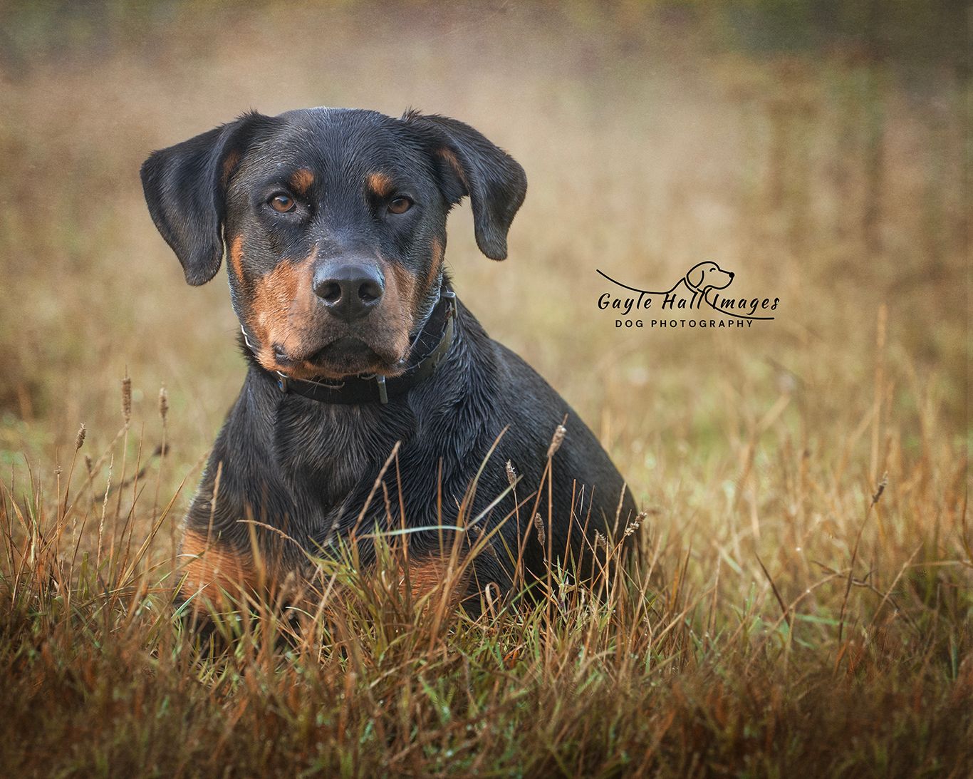 Dog photograph. A Rottweiler sitting alertly in tall dry grass during golden hour.