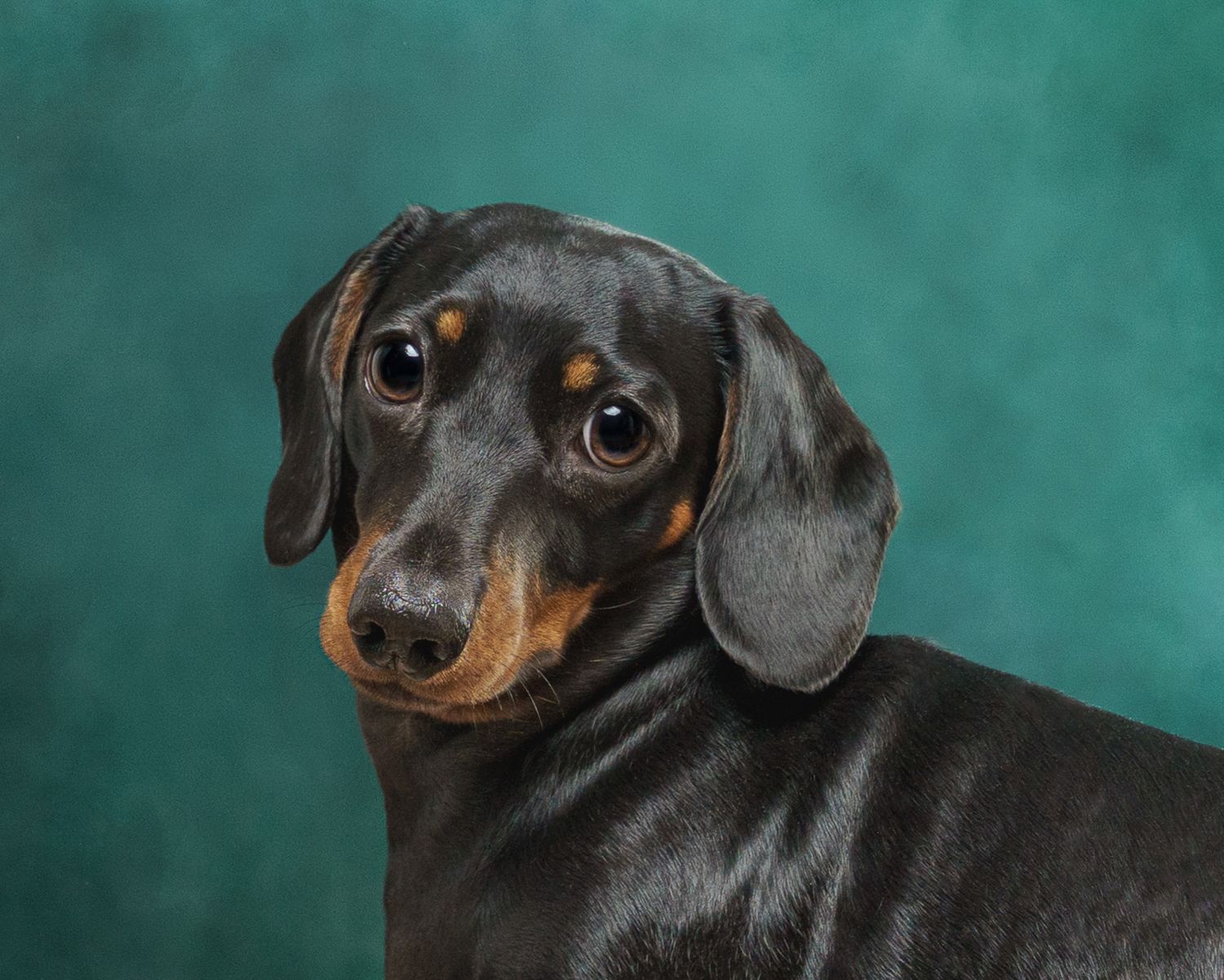 Studio portrait of a black and tan dachshund puppy with floppy ears against a teal background.