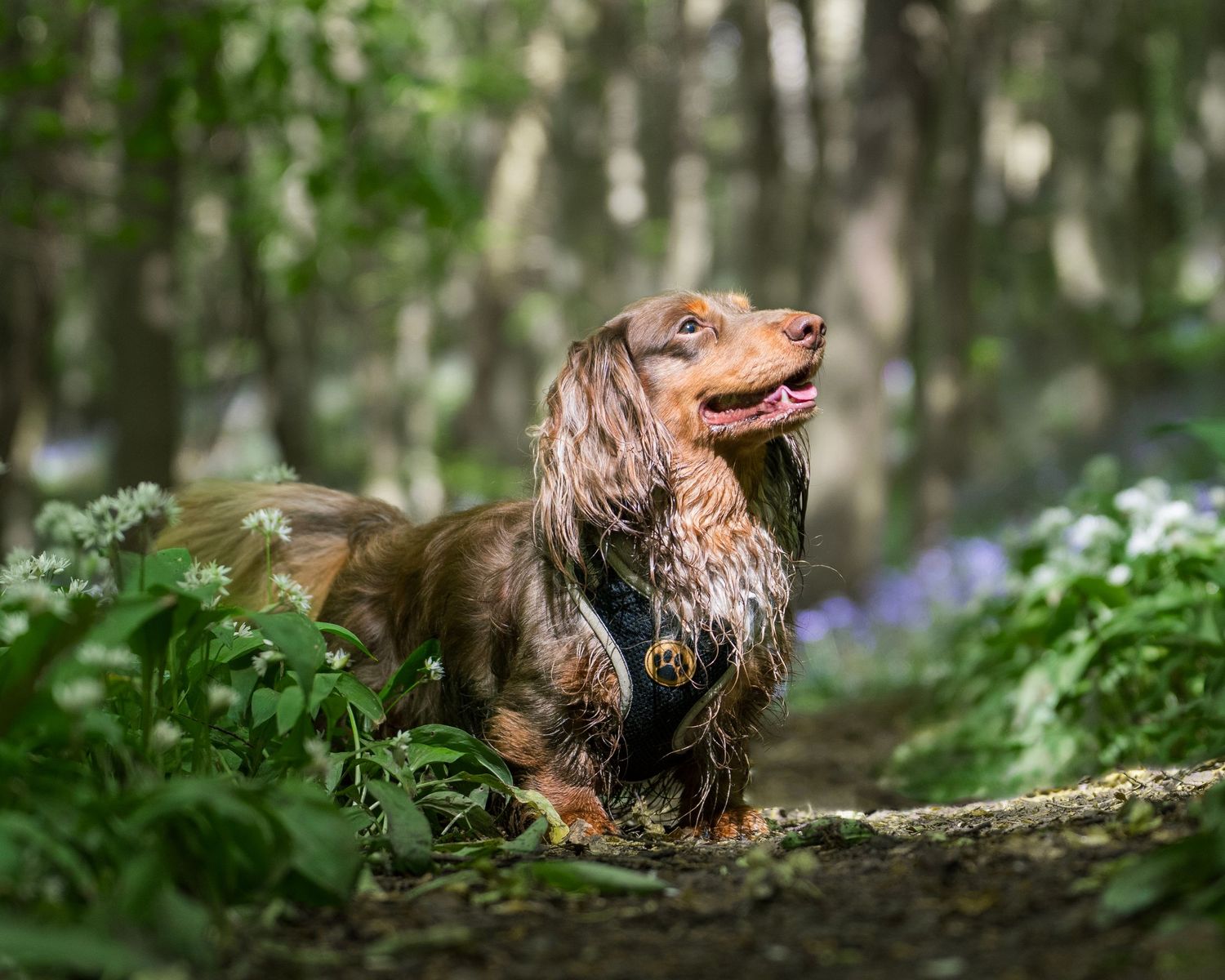 A long-haired dachshund with glossy brown fur stands alert on a forest path surrounded by lush green foliage.