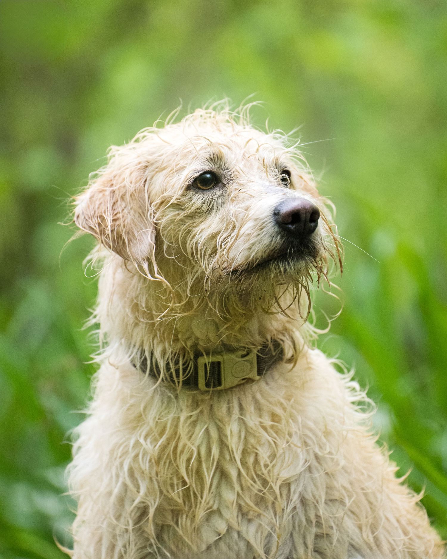 A wet, fluffy cream-colored dog with a collar sits outdoors against a lush green background.