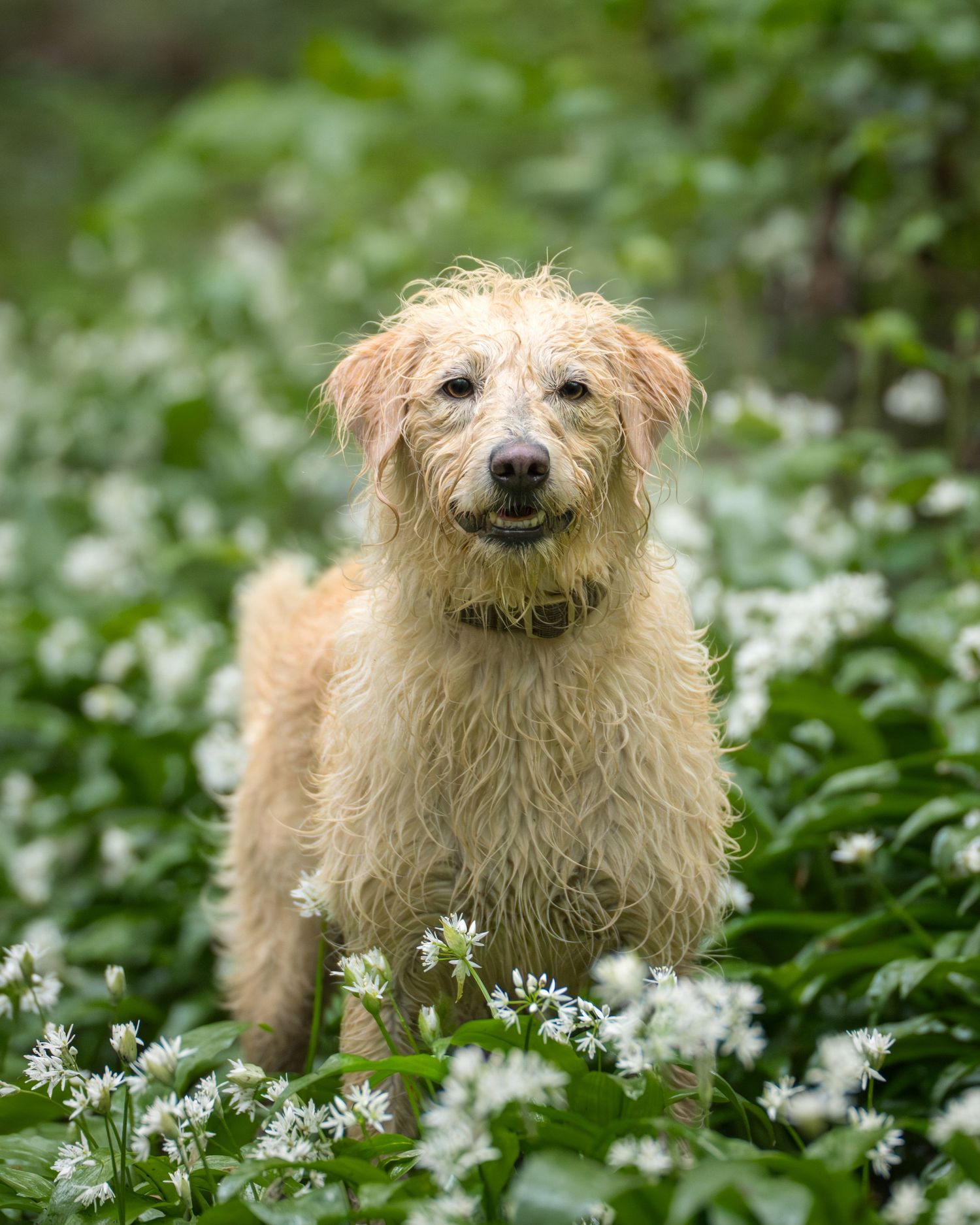 A wet golden dog stands among white wildflowers and green foliage, looking directly at the camera.