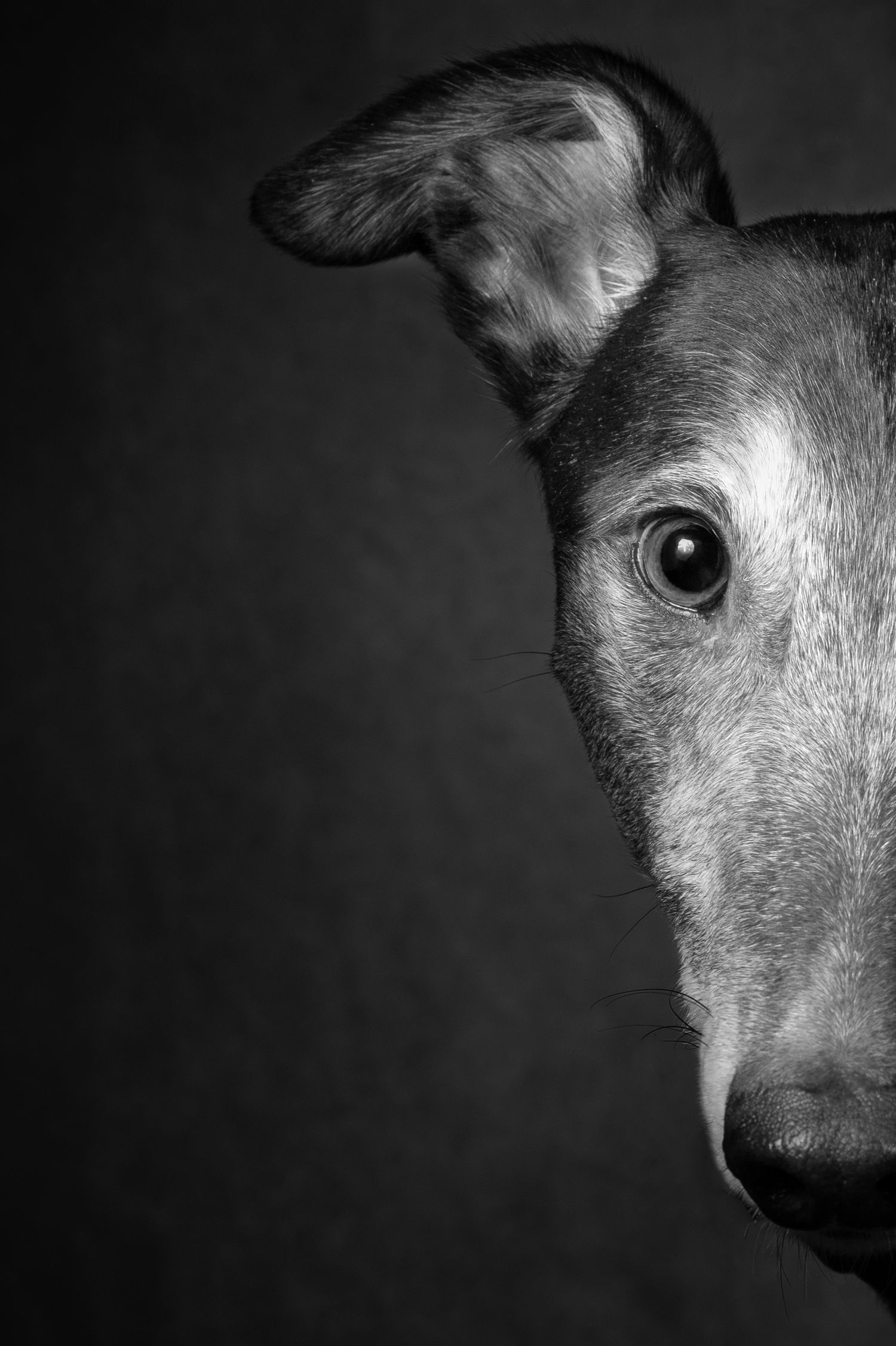 Dog photograph. Artistic black and white close-up of greyhound's face and eye.
