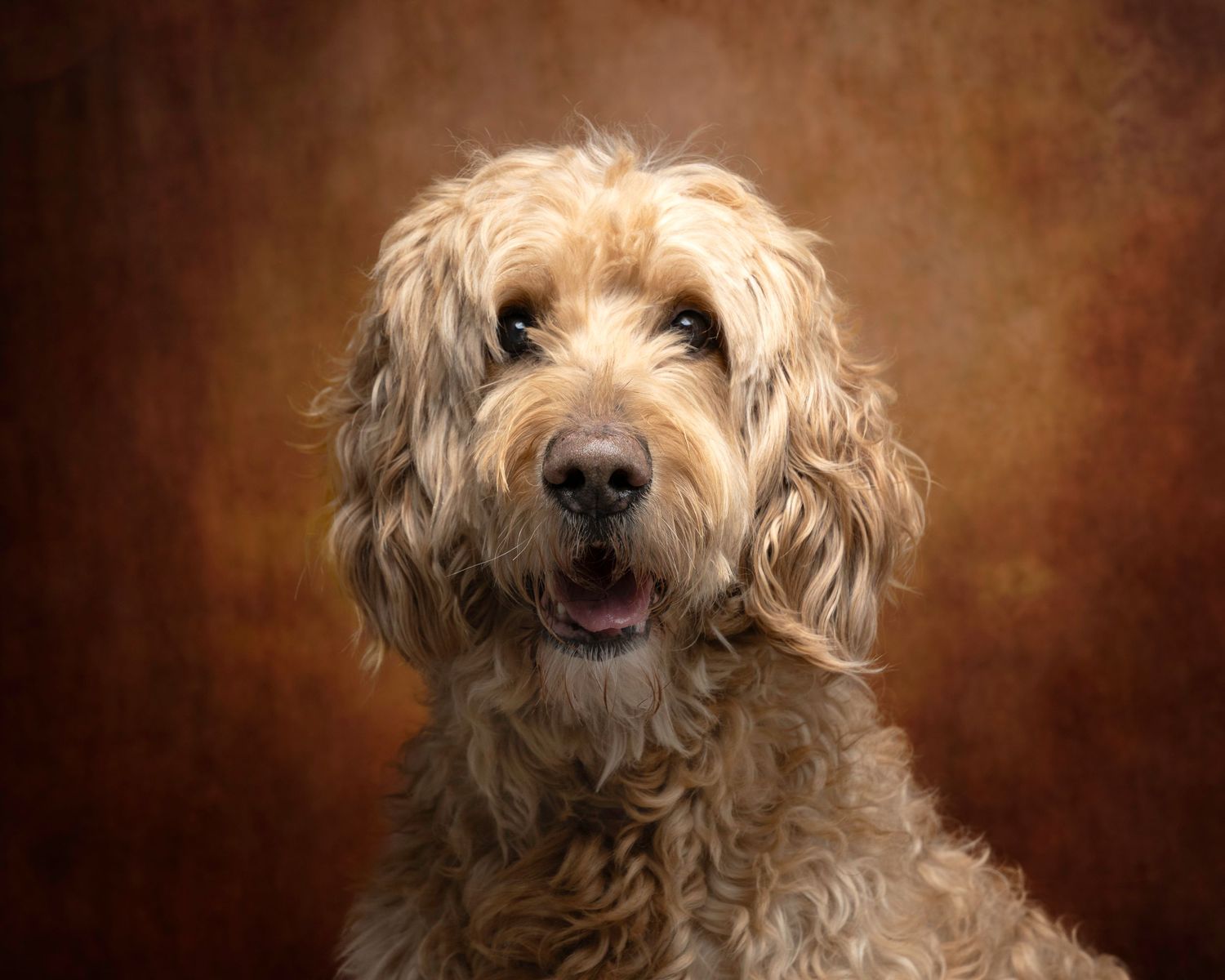 Dog photograph. Shaggy cream-colored dog with fluffy fur in professional portrait against brown backdrop.