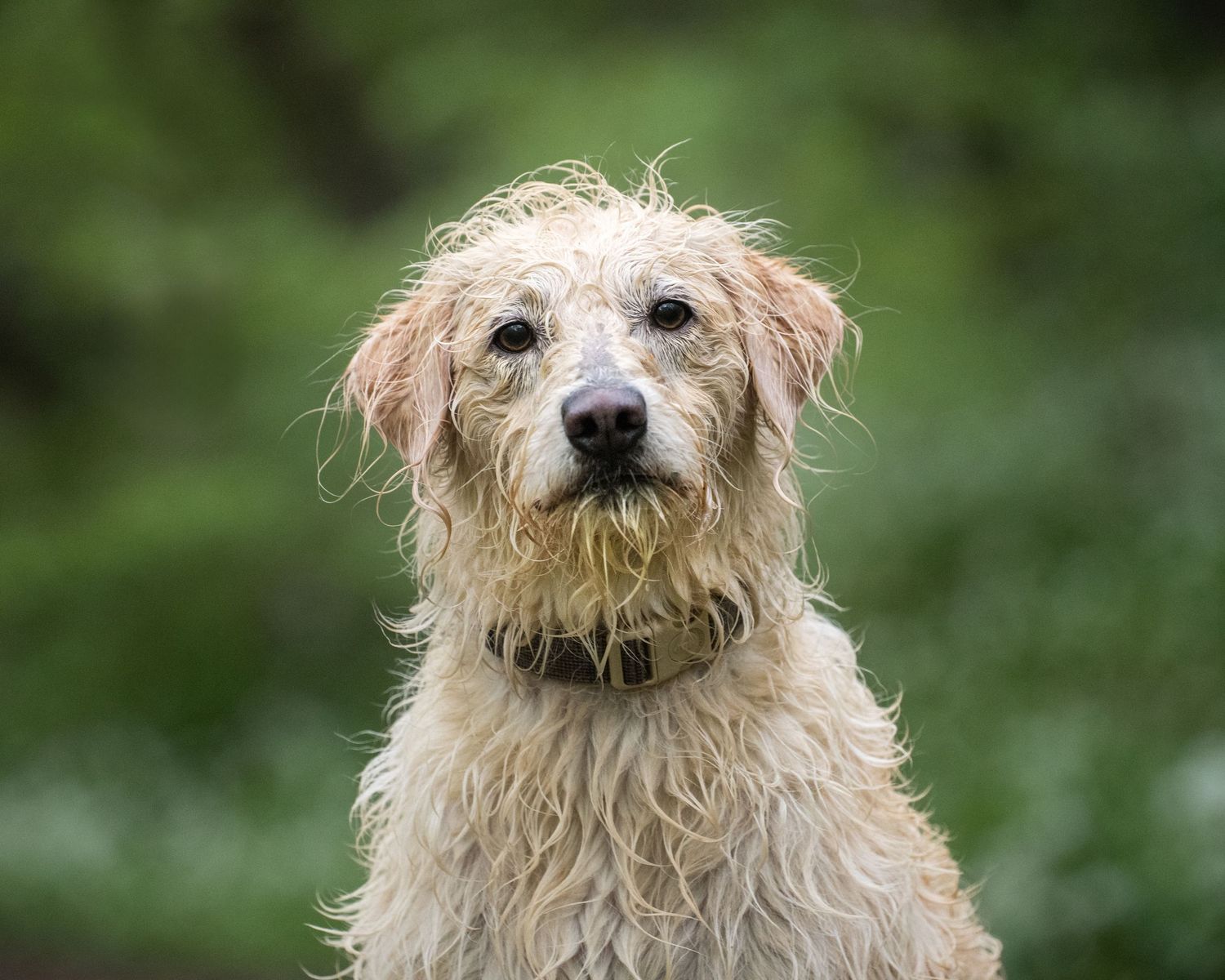 Wet scruffy golden terrier dog with matted fur sitting outdoors against a green blurred background.