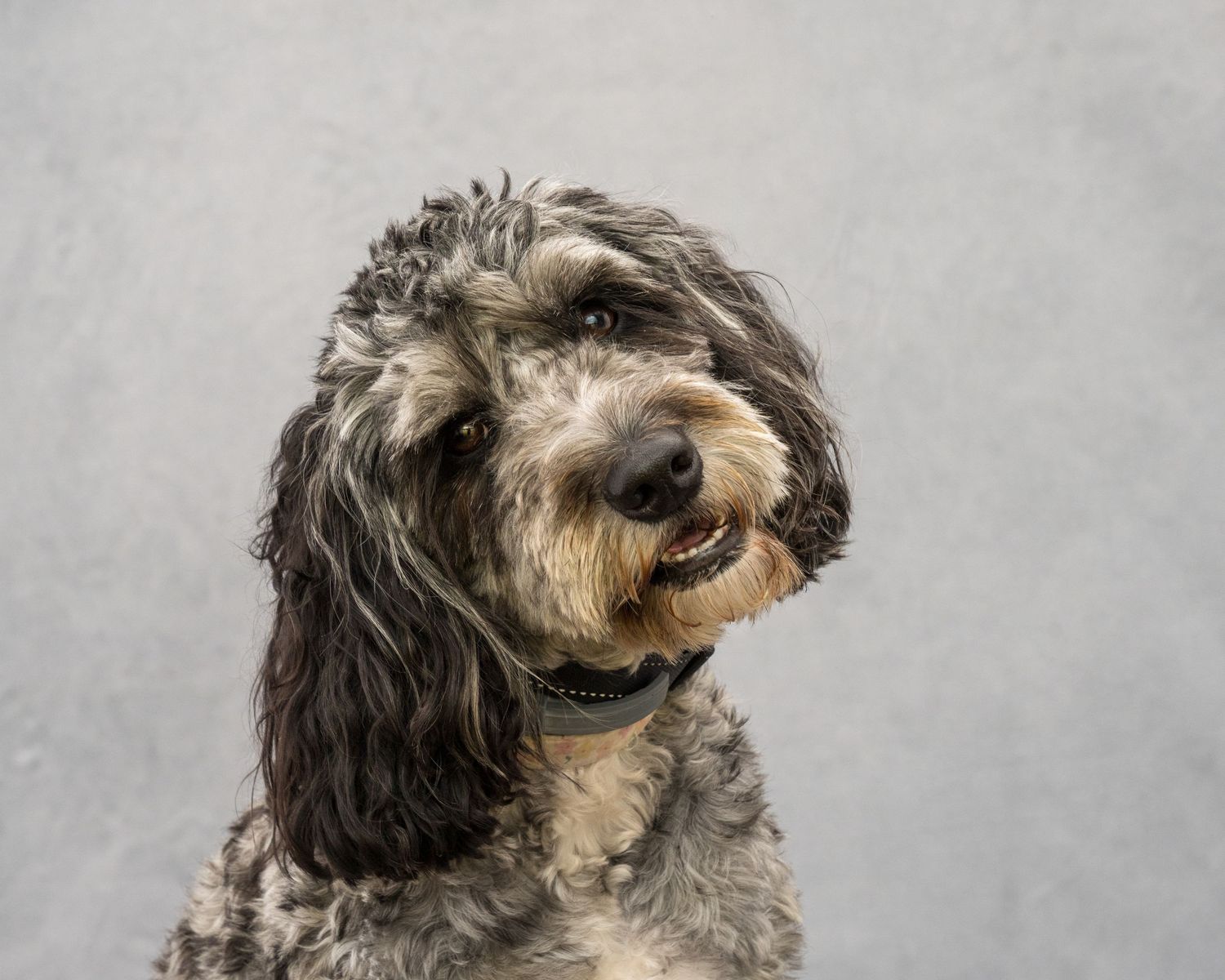 Fluffy gray and brown Labradoodle dog with curly fur sitting against a gray background, looking up attentively.