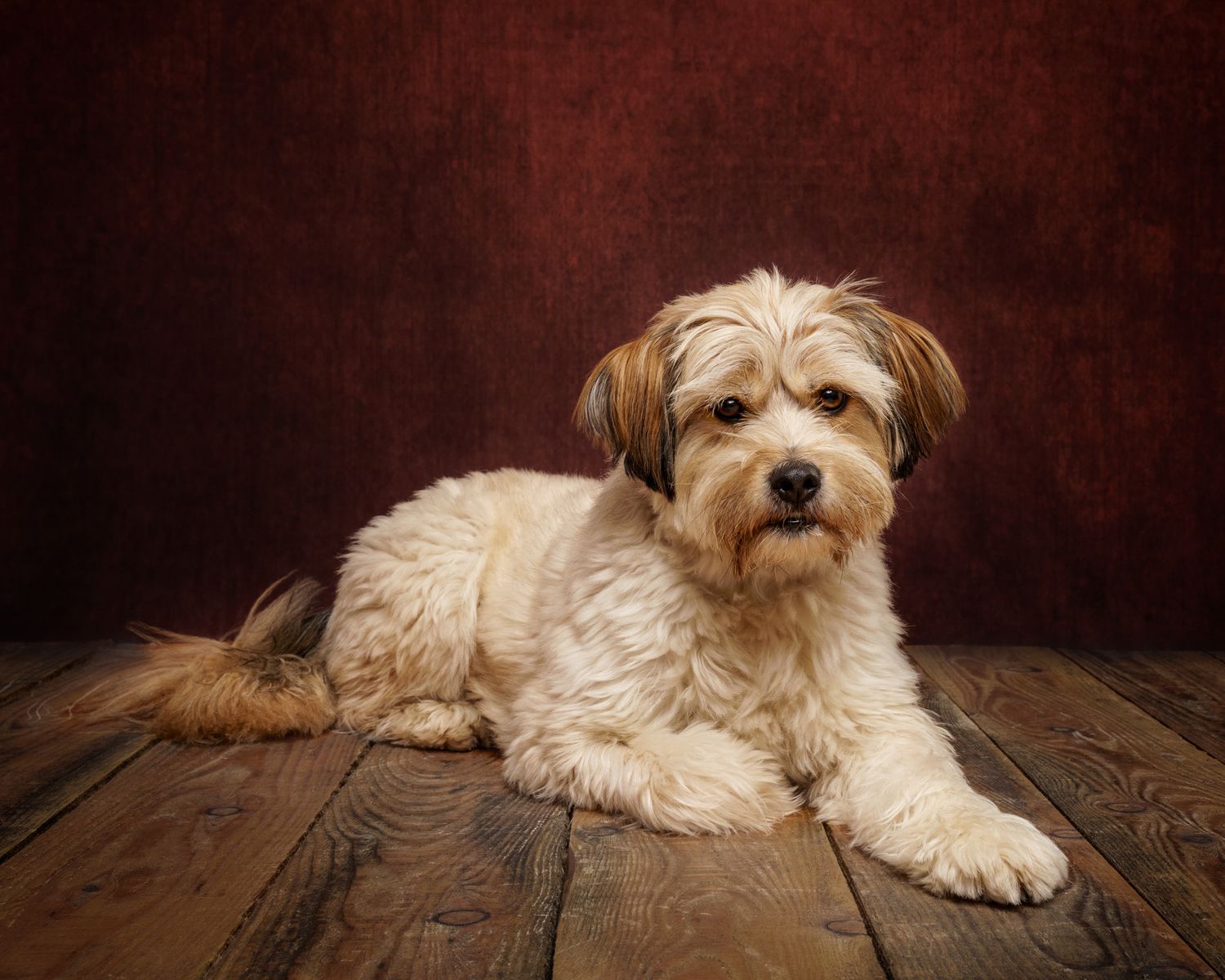 A fluffy cream-colored dog lies on a dark wooden floor in a series of progressive poses showing movement.