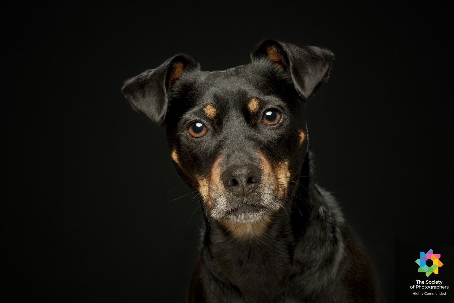A black and tan miniature pinscher dog's face shown in a series of seven close-up profile shots.