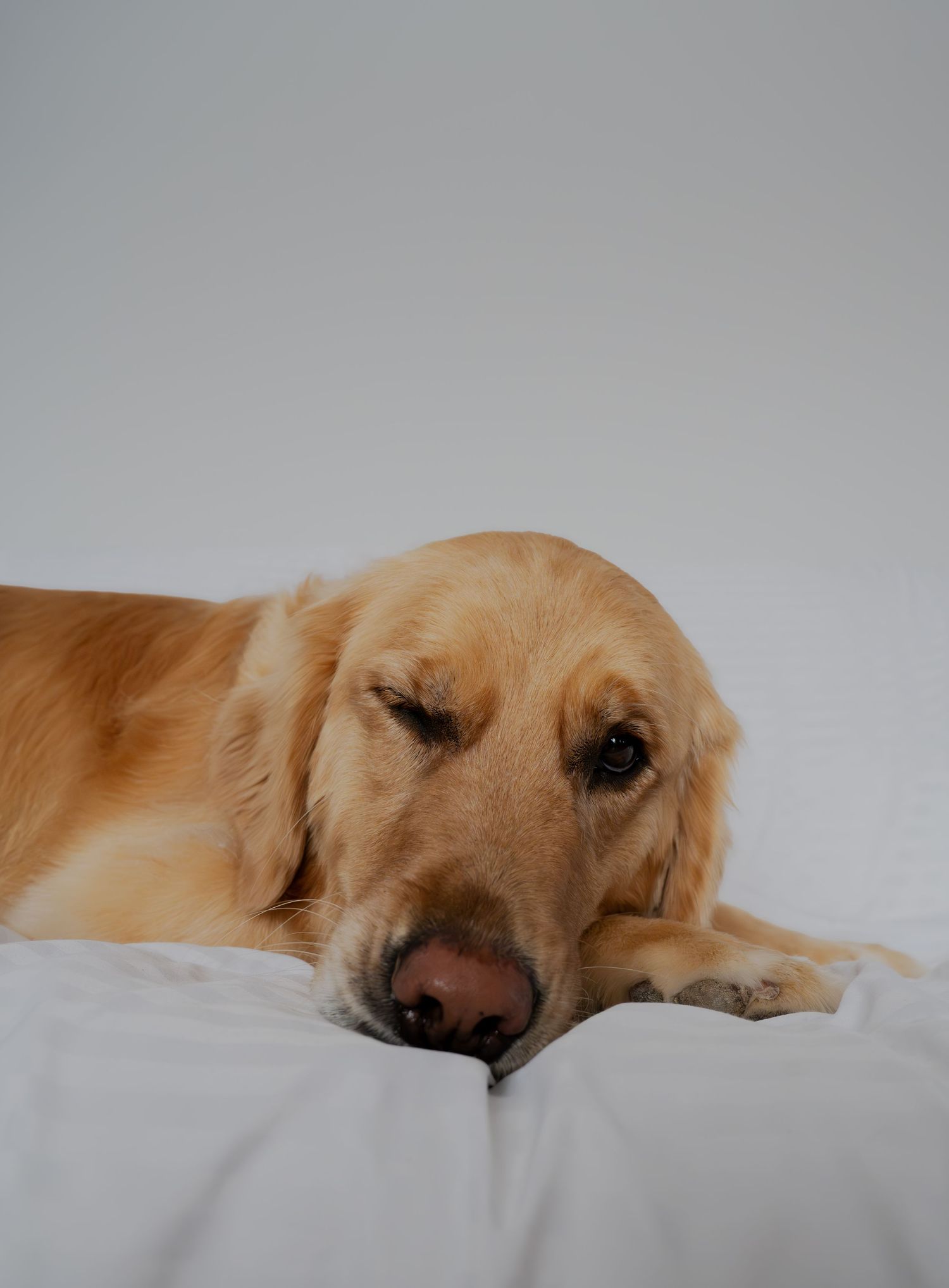 Golden retriever dog laying on white bedding with a contemplative expression.