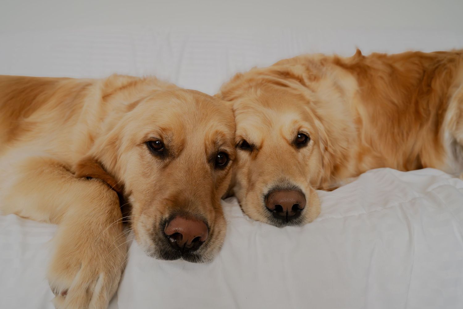 Two golden retrievers lying close together on white bedding with their heads touching.