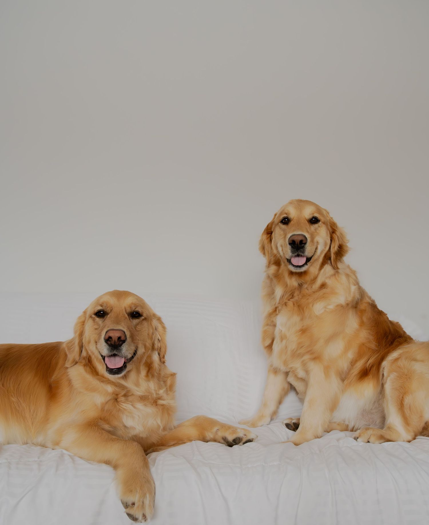 Two happy golden retrievers sitting on a white surface showing their friendly smiles.