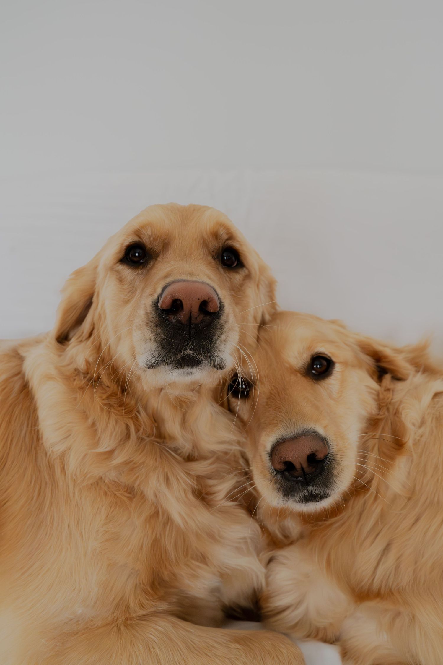 Two golden retrievers snuggling close together against a light gray background.