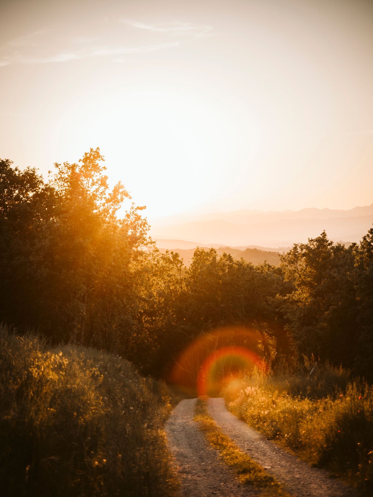 Scenic dirt road at sunset with warm golden light filtering through trees.