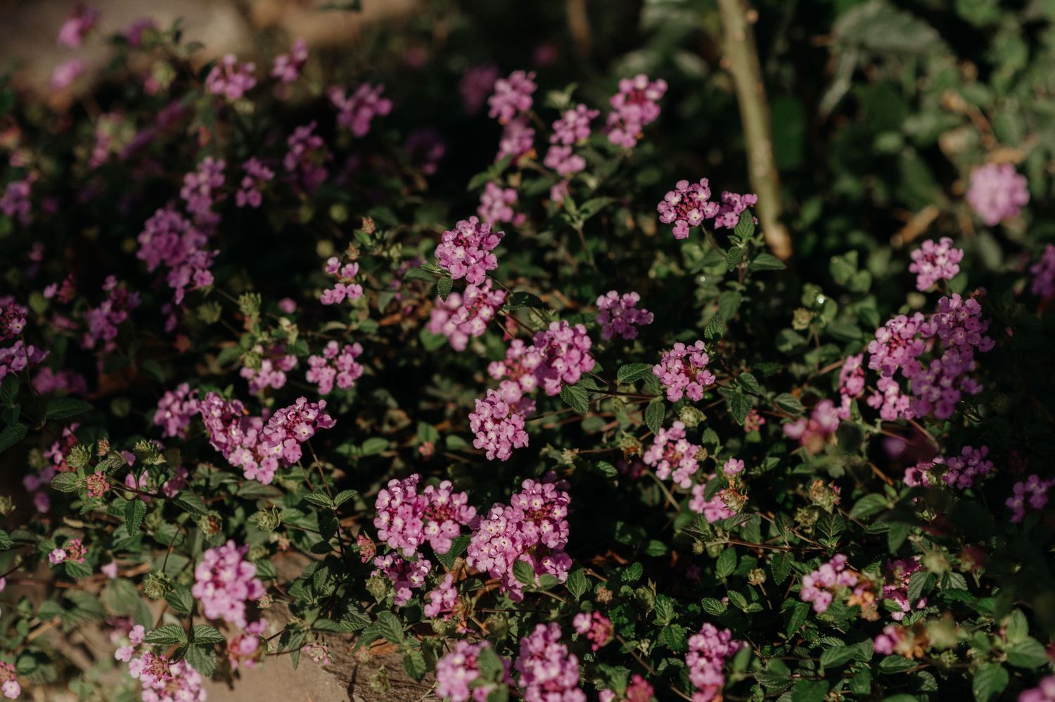 Delicate pink flowers bloom among green foliage in a garden setting with natural sunlight.