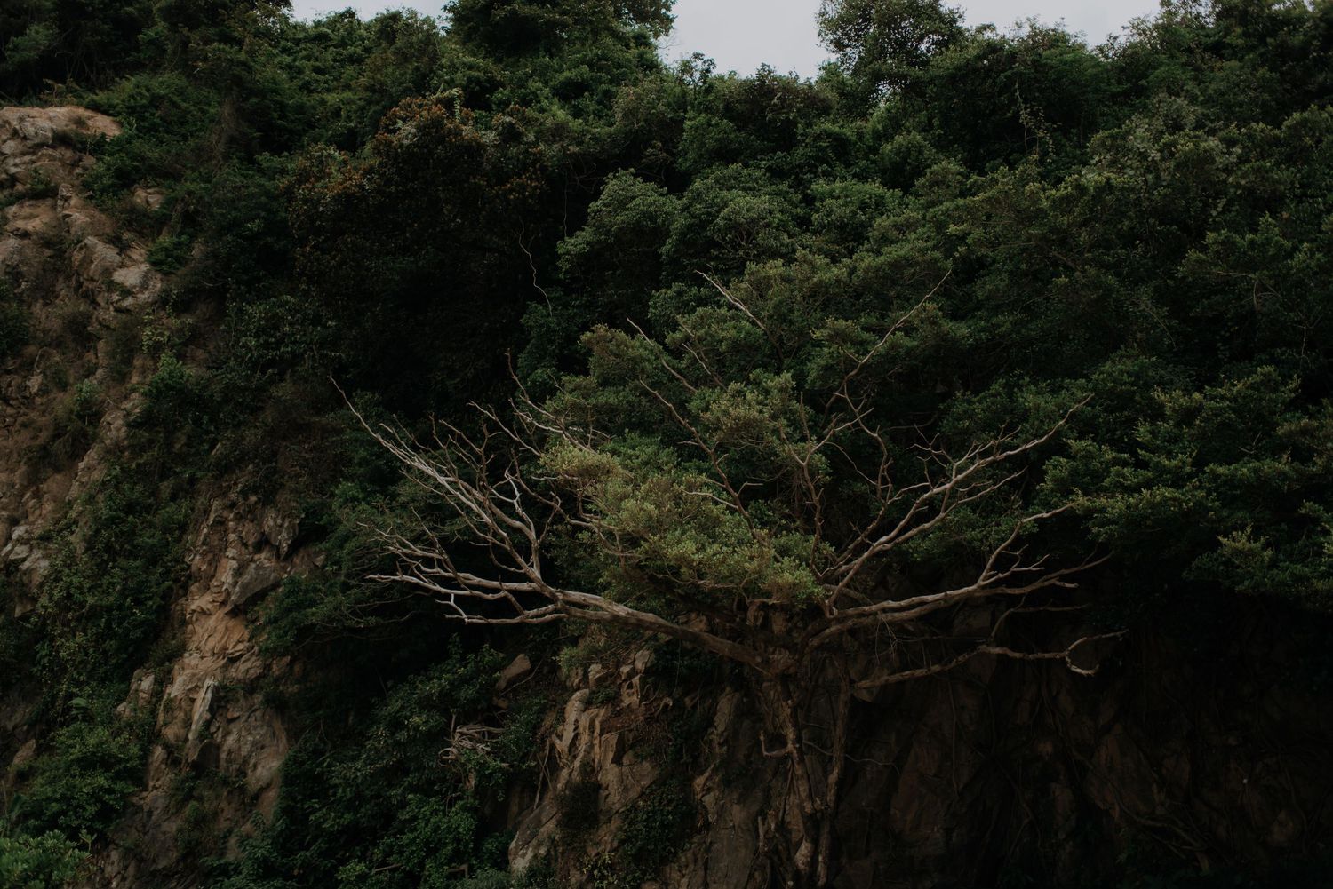 Dead tree branches against lush green cliffs under moody sky.