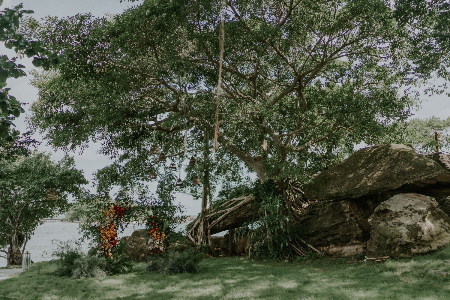 Majestic tree grows over large rocks in a scenic outdoor landscape.