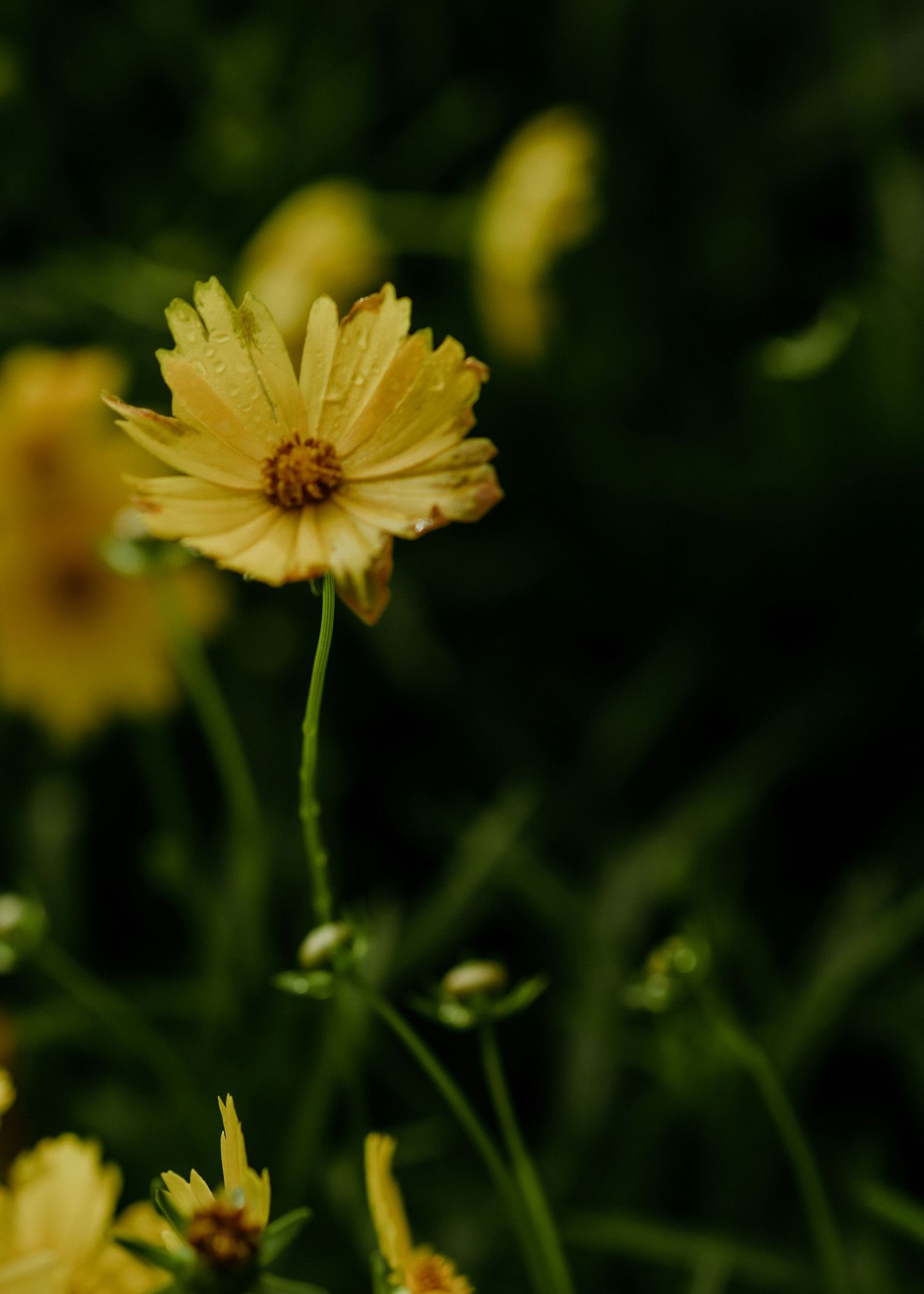 A delicate yellow coreopsis flower blooms in soft focus against a dark green blurred background.