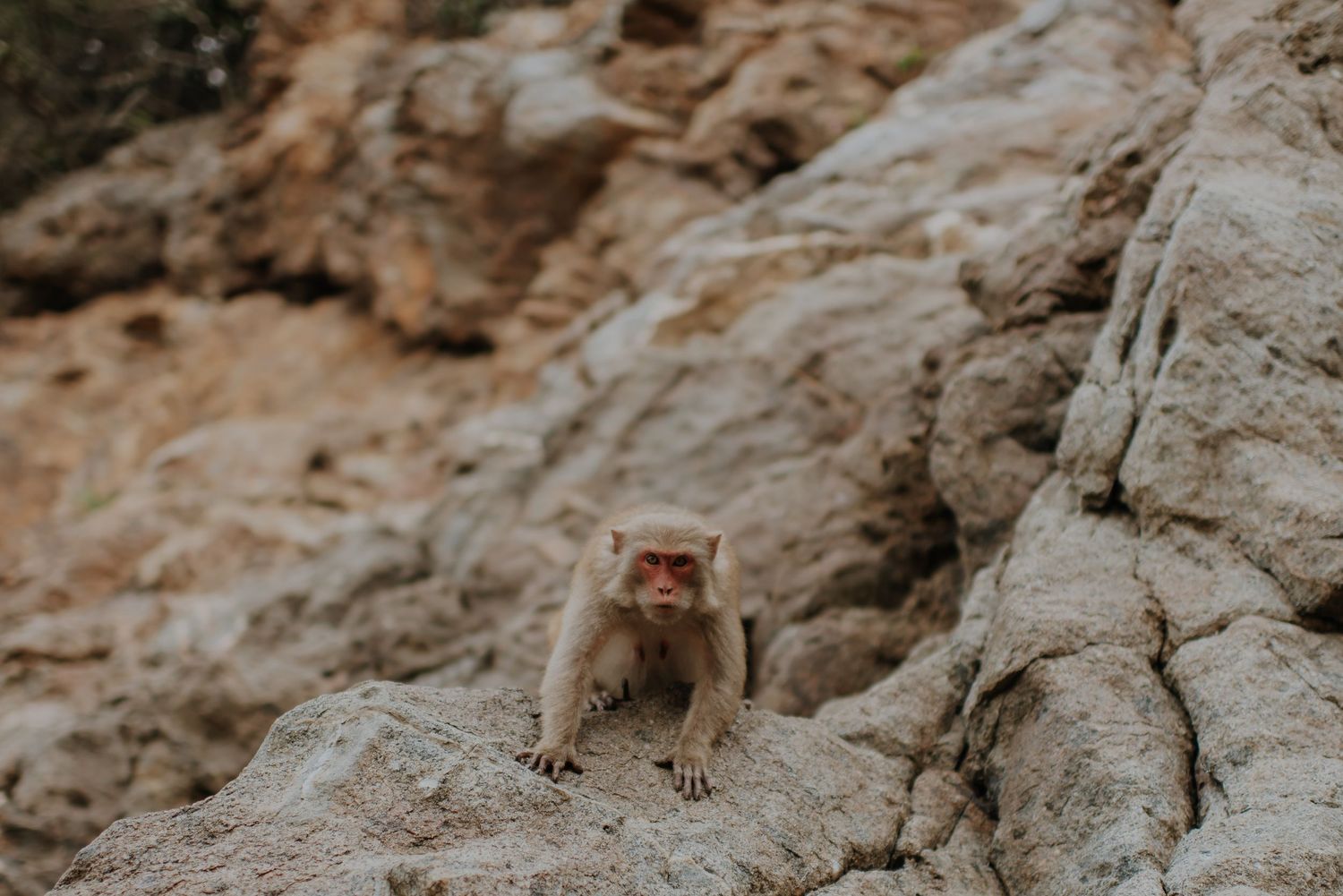A small monkey sits perched on a rocky outcrop in a natural setting.
