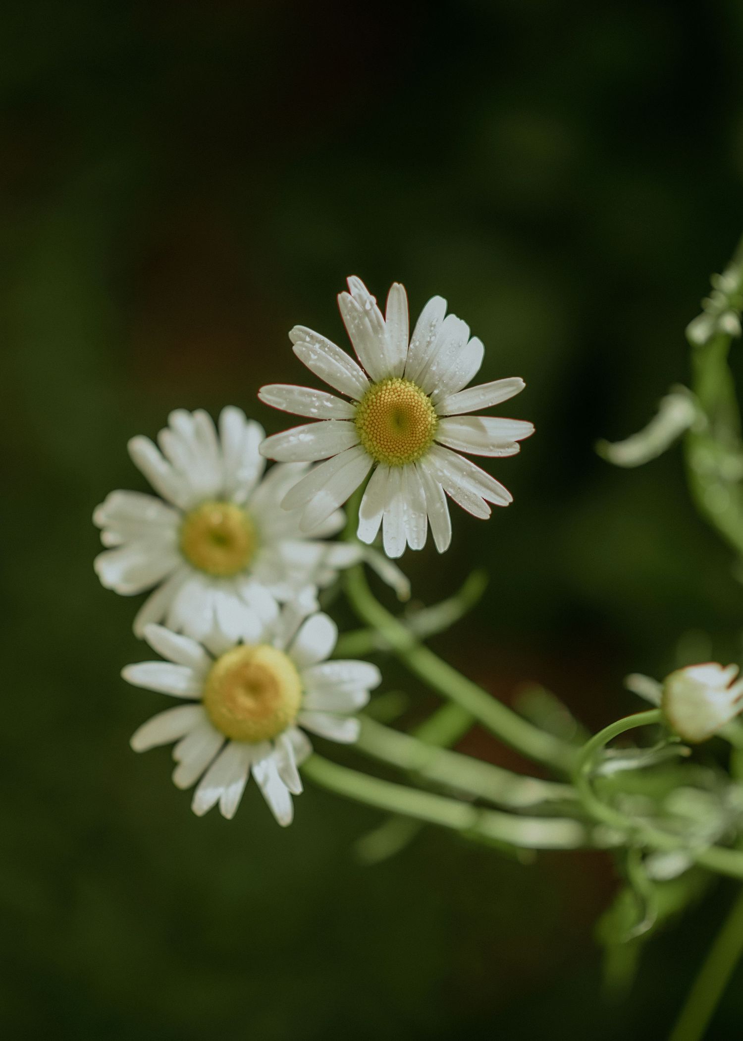 Three delicate white daisies with yellow centers bloom against a soft green blurred background.