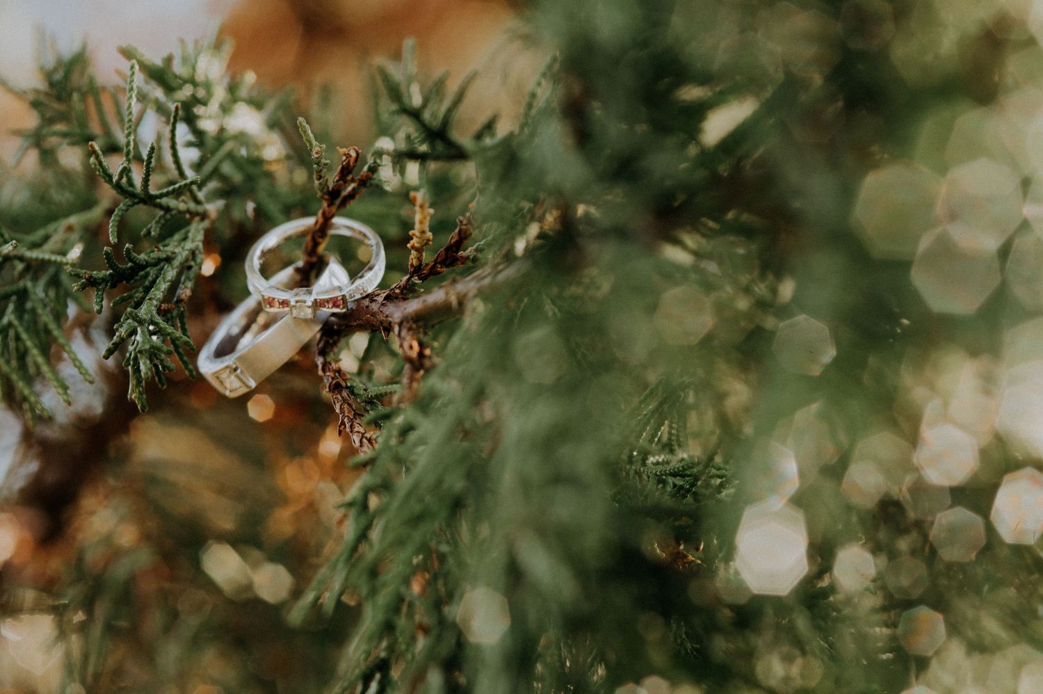 Wedding rings nestled in pine branches with dreamy bokeh background.