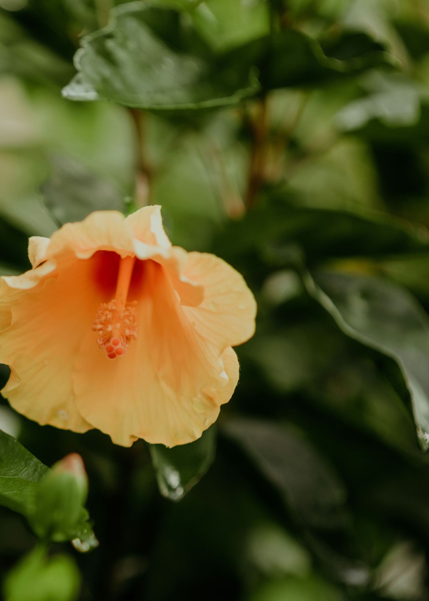 A delicate peach-colored hibiscus flower blooms against a backdrop of lush green leaves in soft focus.