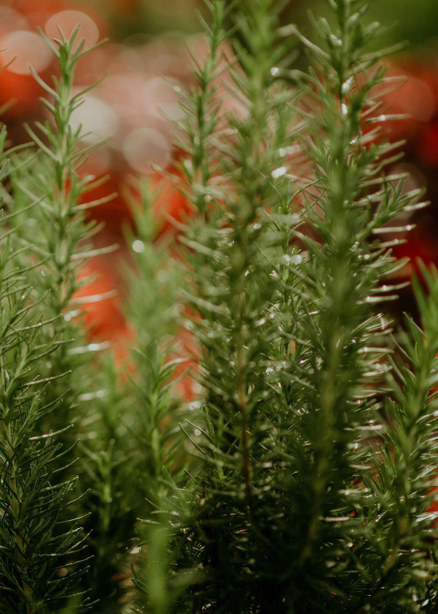 Fresh rosemary sprigs growing with vibrant green needles against a blurred orange background.