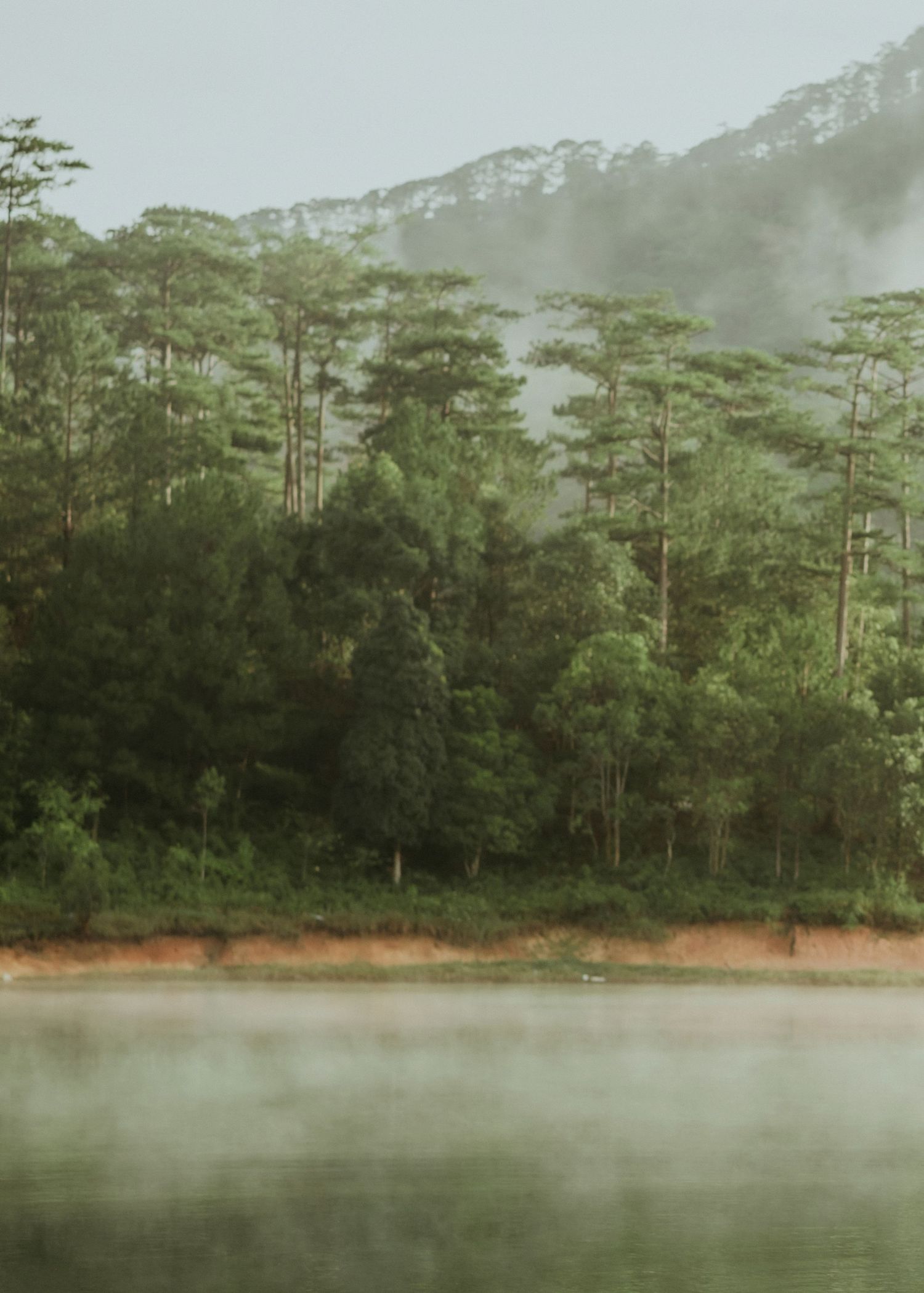 Misty lake surrounded by tall pine trees in a serene forest landscape with fog rolling across the water surface.