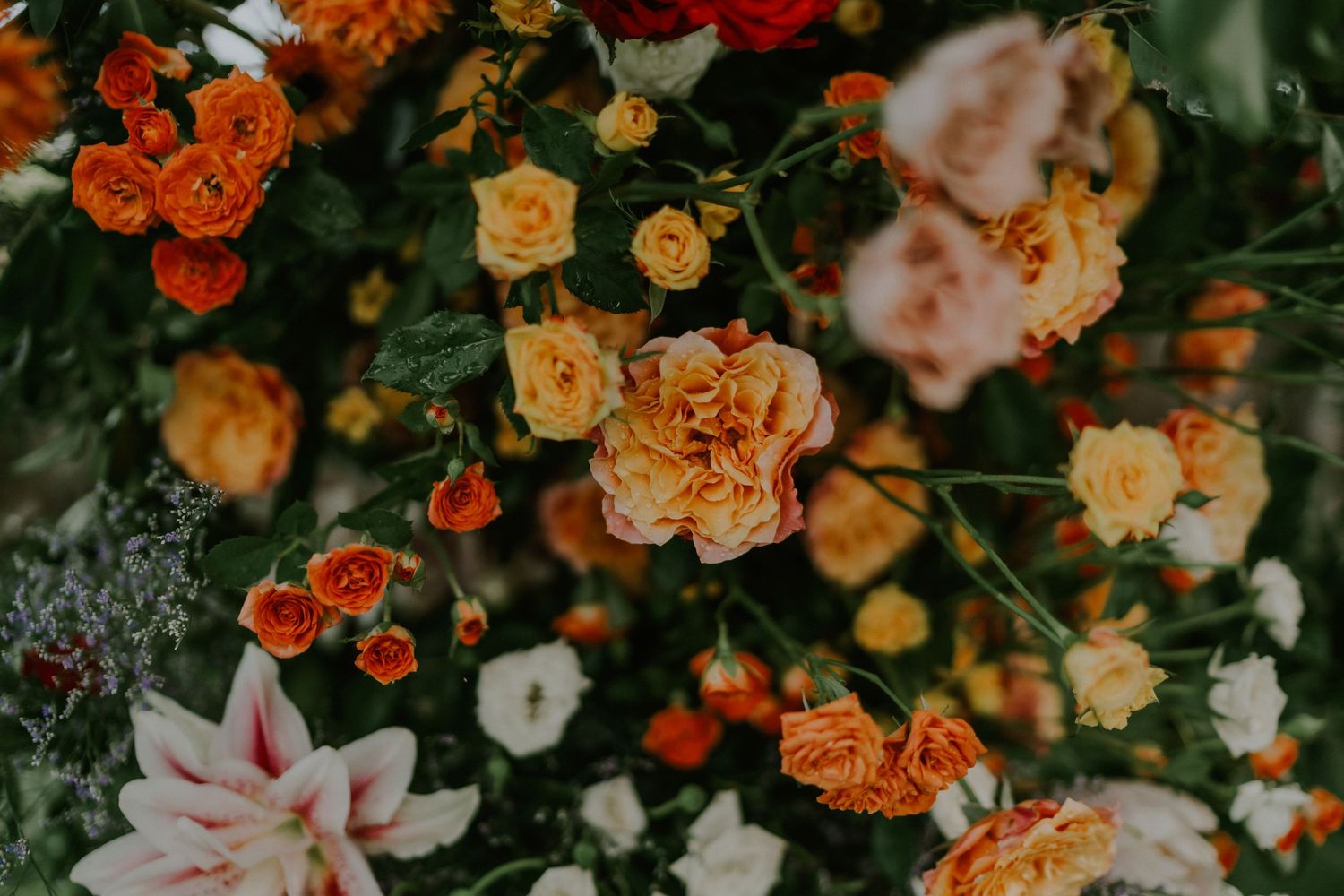Vibrant orange, yellow and pink roses in full bloom against dark green foliage.