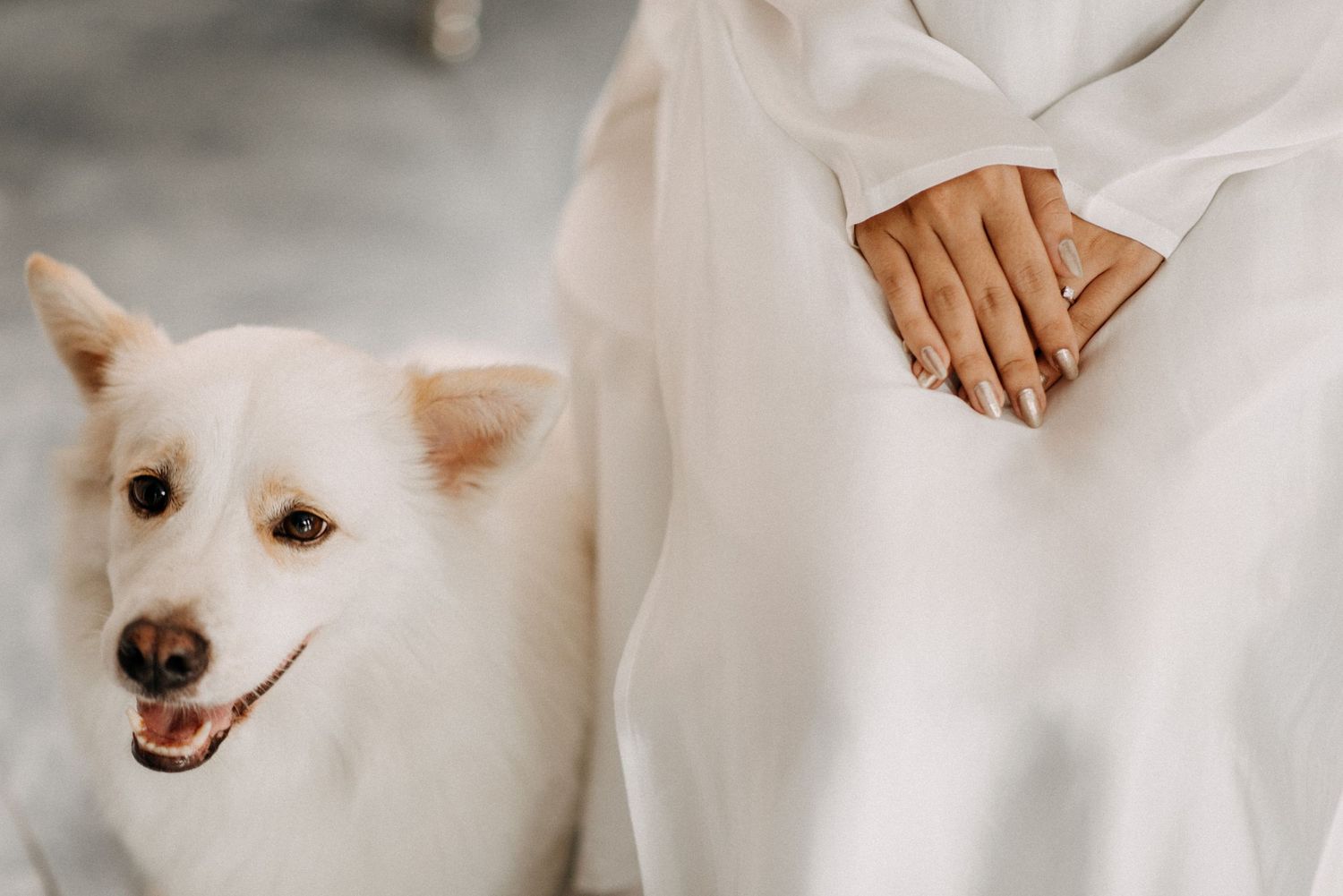 Close-up of a smiling white dog next to someone wearing flowing white fabric.