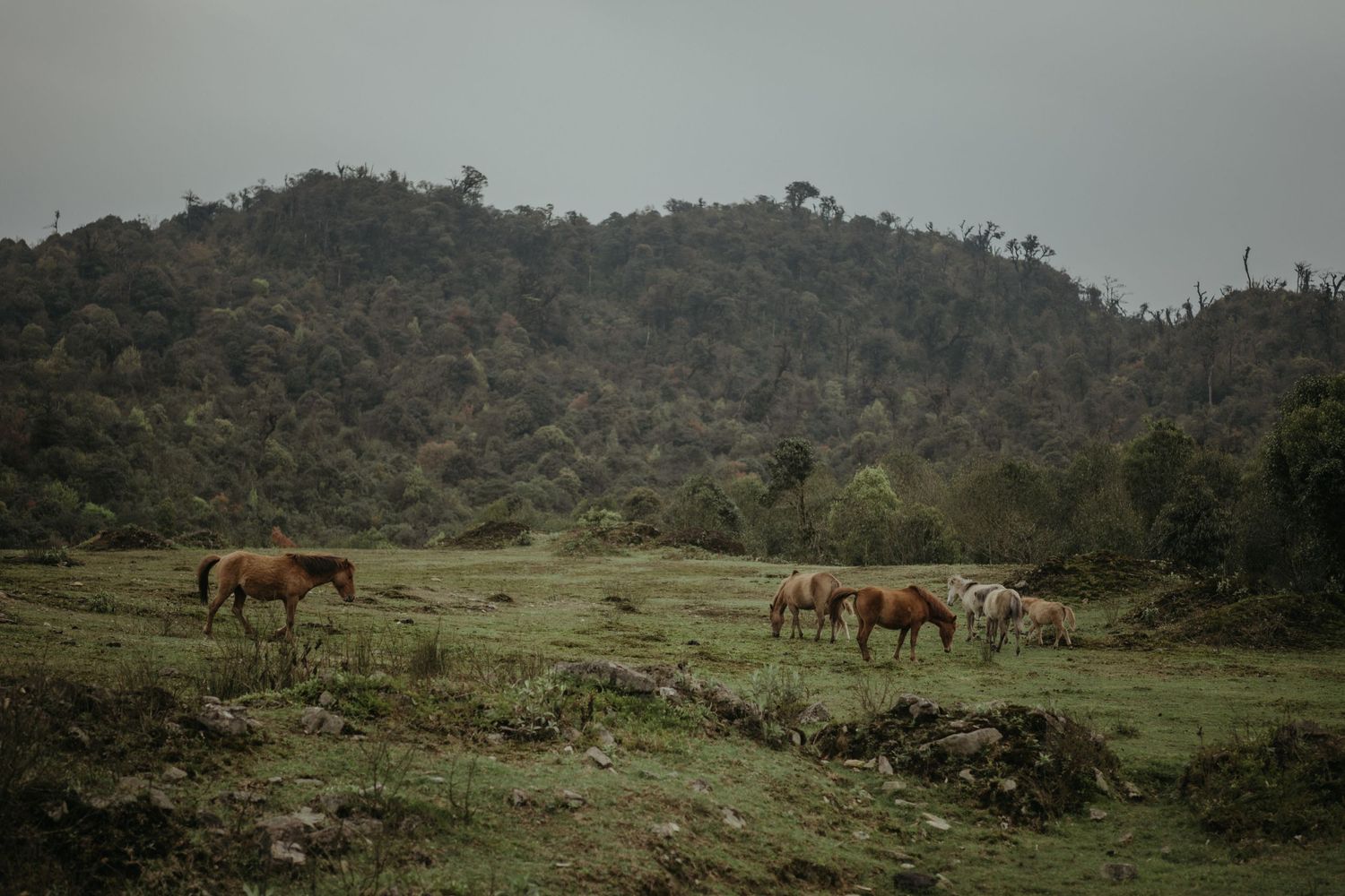 Wild horses grazing in a mountain meadow under cloudy skies.