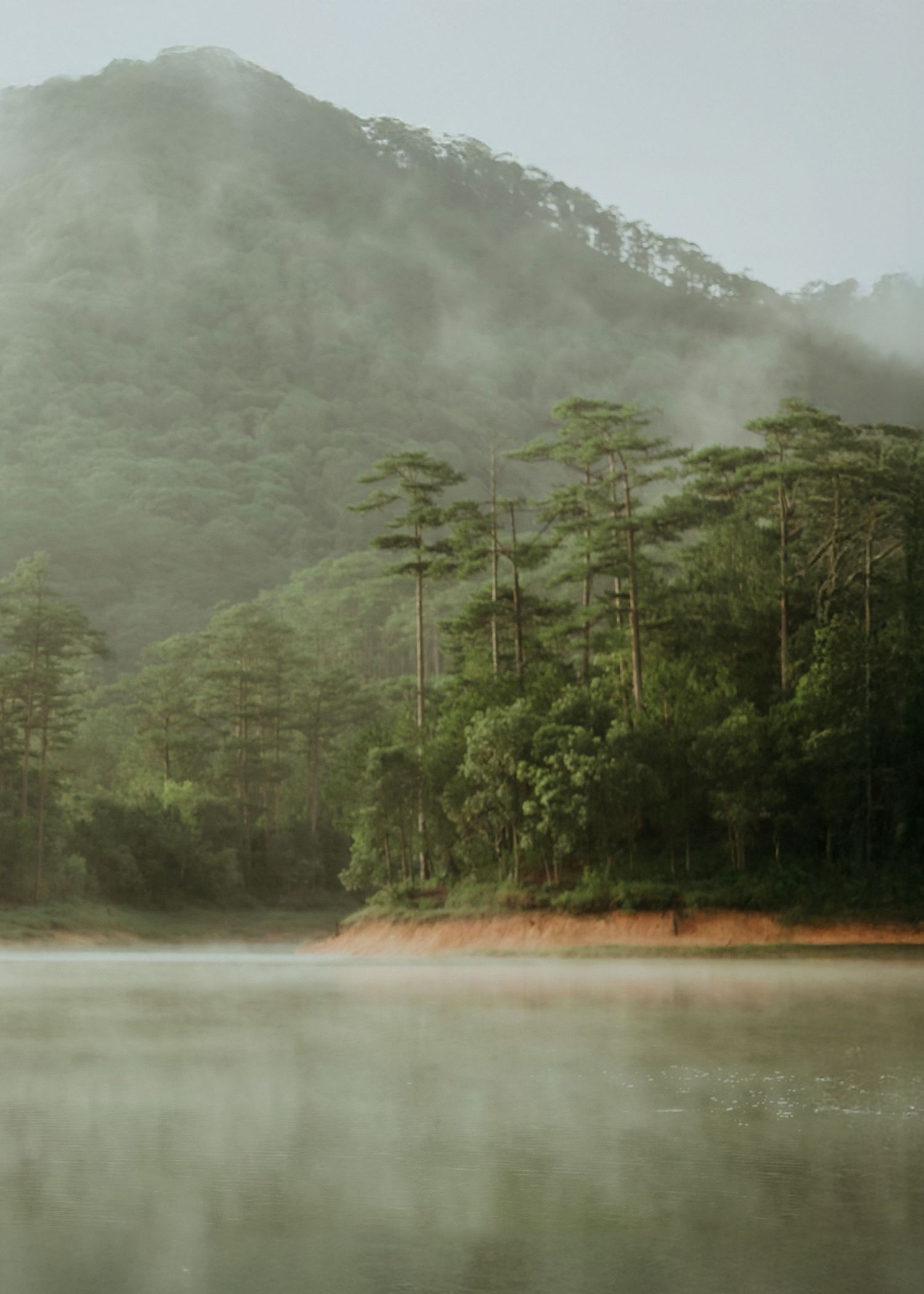 Misty mountain lake surrounded by tall pine trees and dense forest creating a serene, foggy atmosphere.