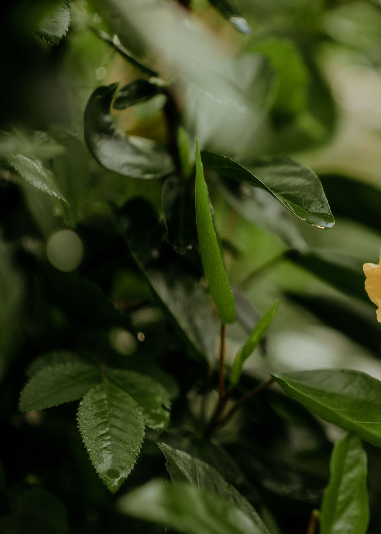 Shallow focus macro shot of dark green leaves in natural light creating a blurred bokeh background effect.