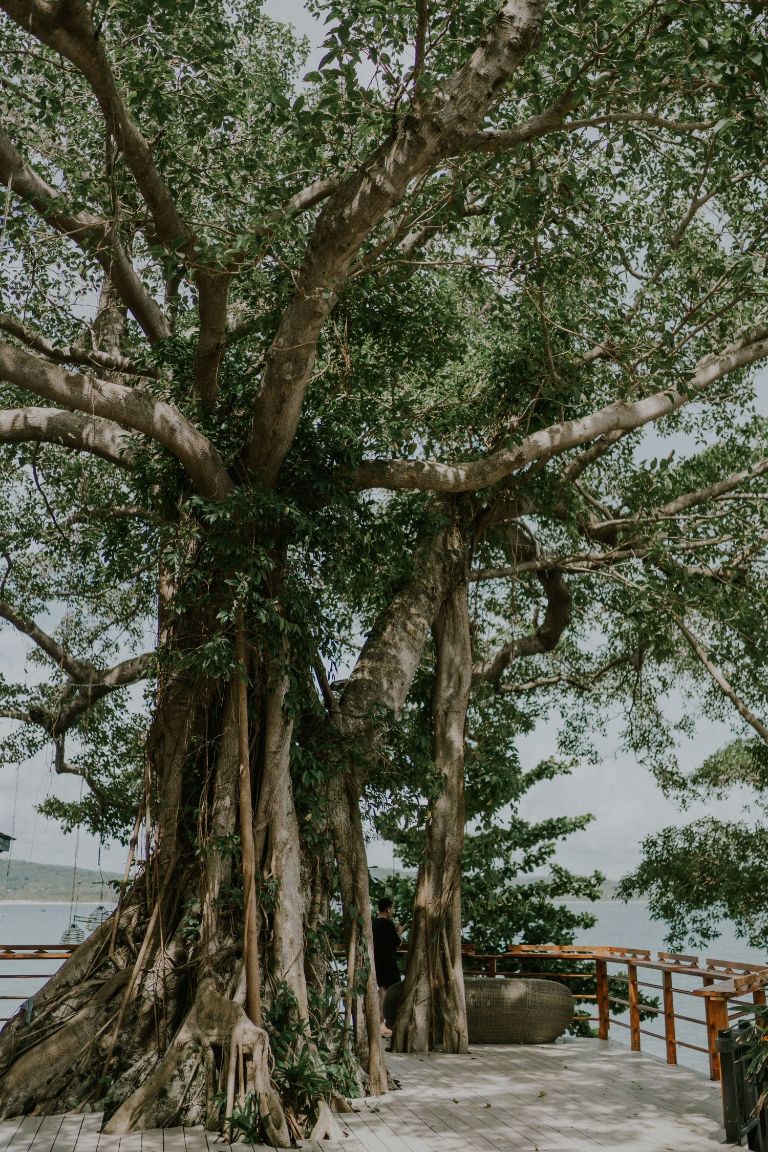 Majestic banyan tree with massive roots system along waterfront walkway.