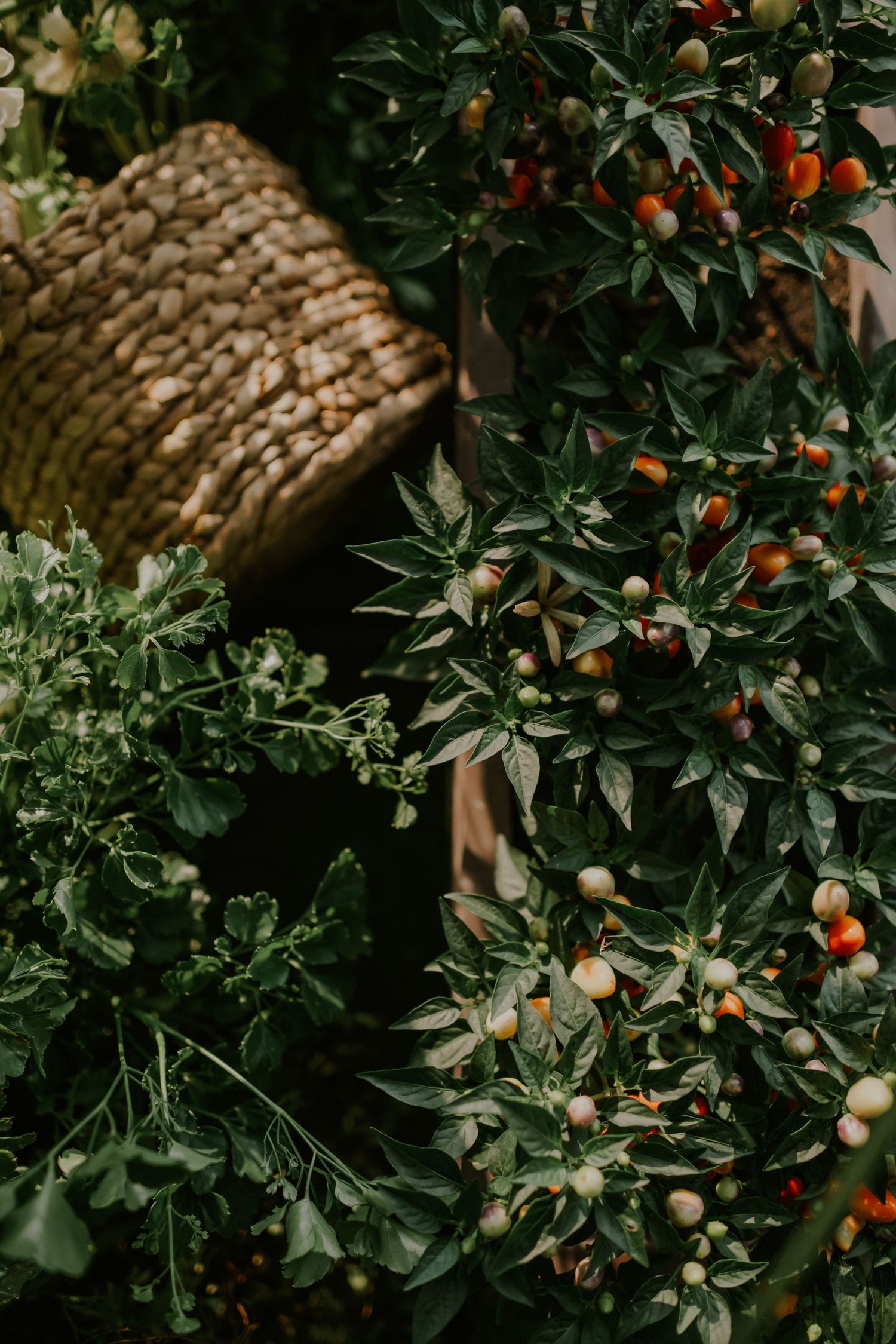 Orange fruit tree with ripe citrus and lush green foliage next to a woven basket.