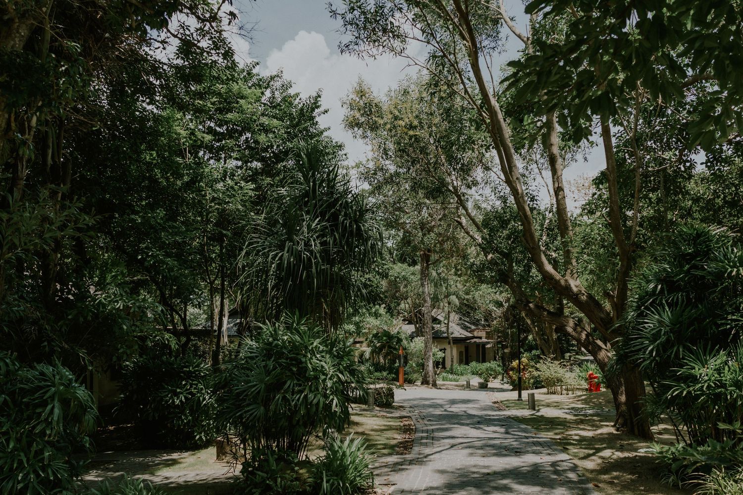 Serene garden pathway with lush trees and tropical foliage.