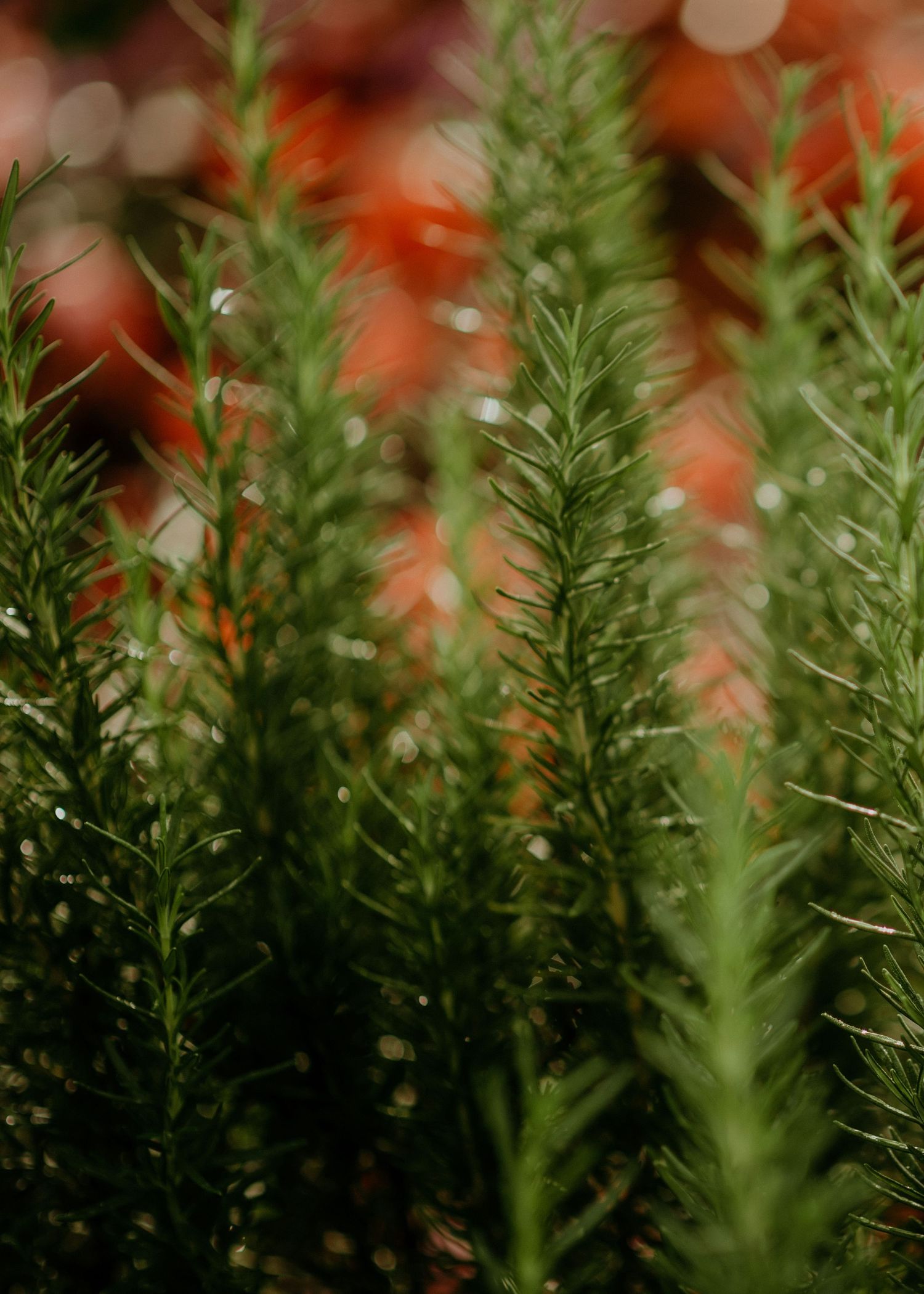 Green rosemary herb plants growing with blurred orange bokeh lights in the background.