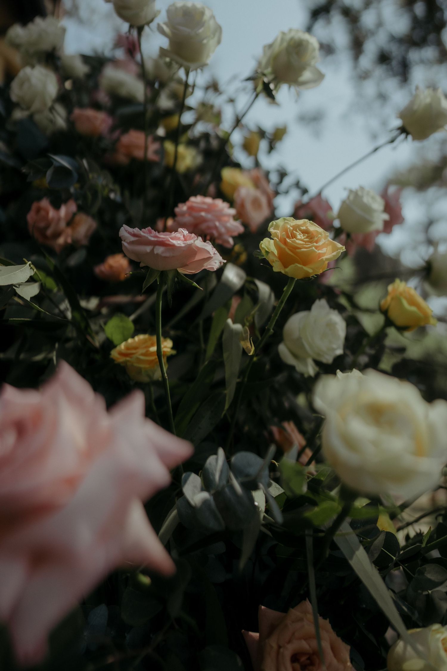 Moody garden scene with blooming pink, yellow and white roses against a dark atmospheric background.