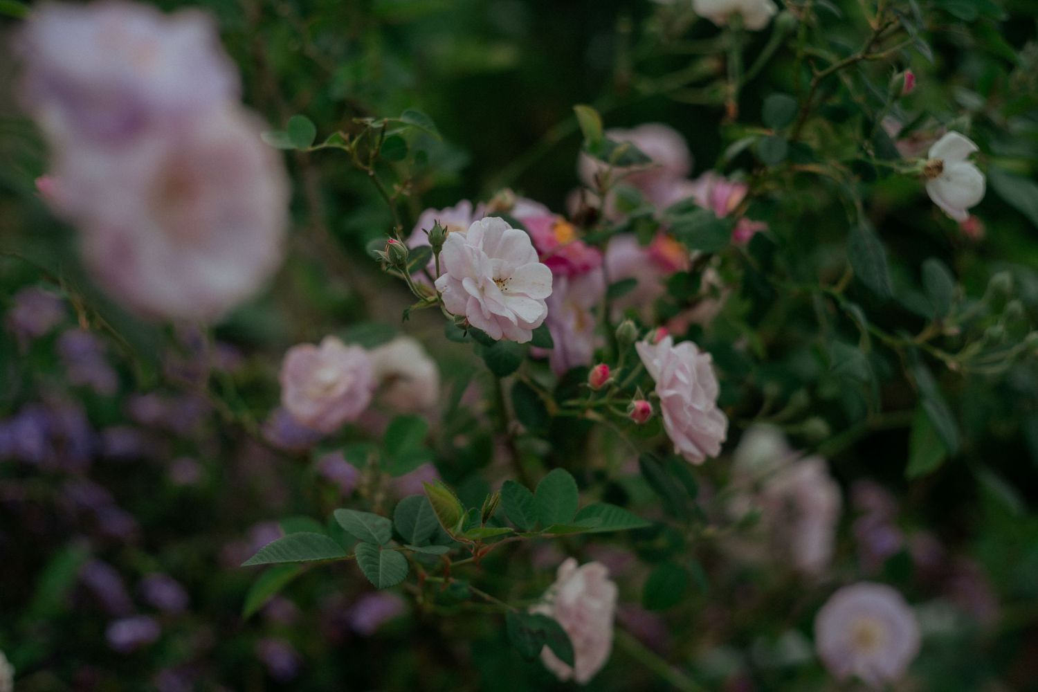 Pale pink roses bloom delicately among dark green foliage in a garden setting.