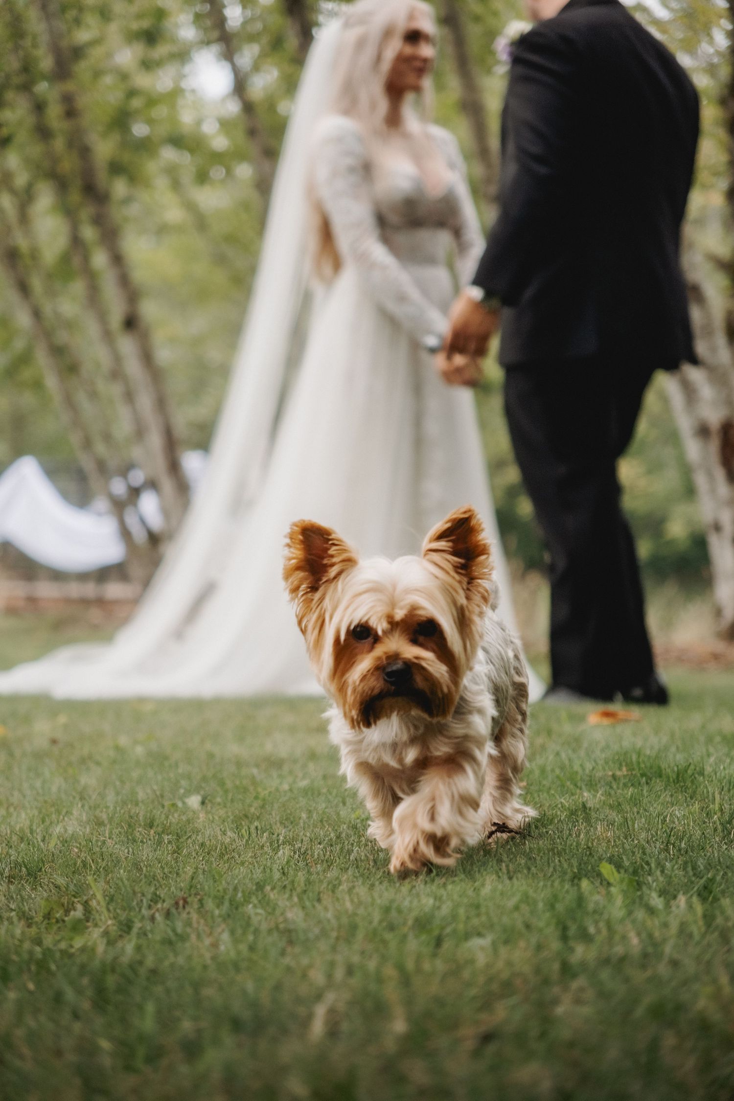An adorable Yorkshire Terrier dog poses in front of a bride and groom during their outdoor wedding photoshoot.