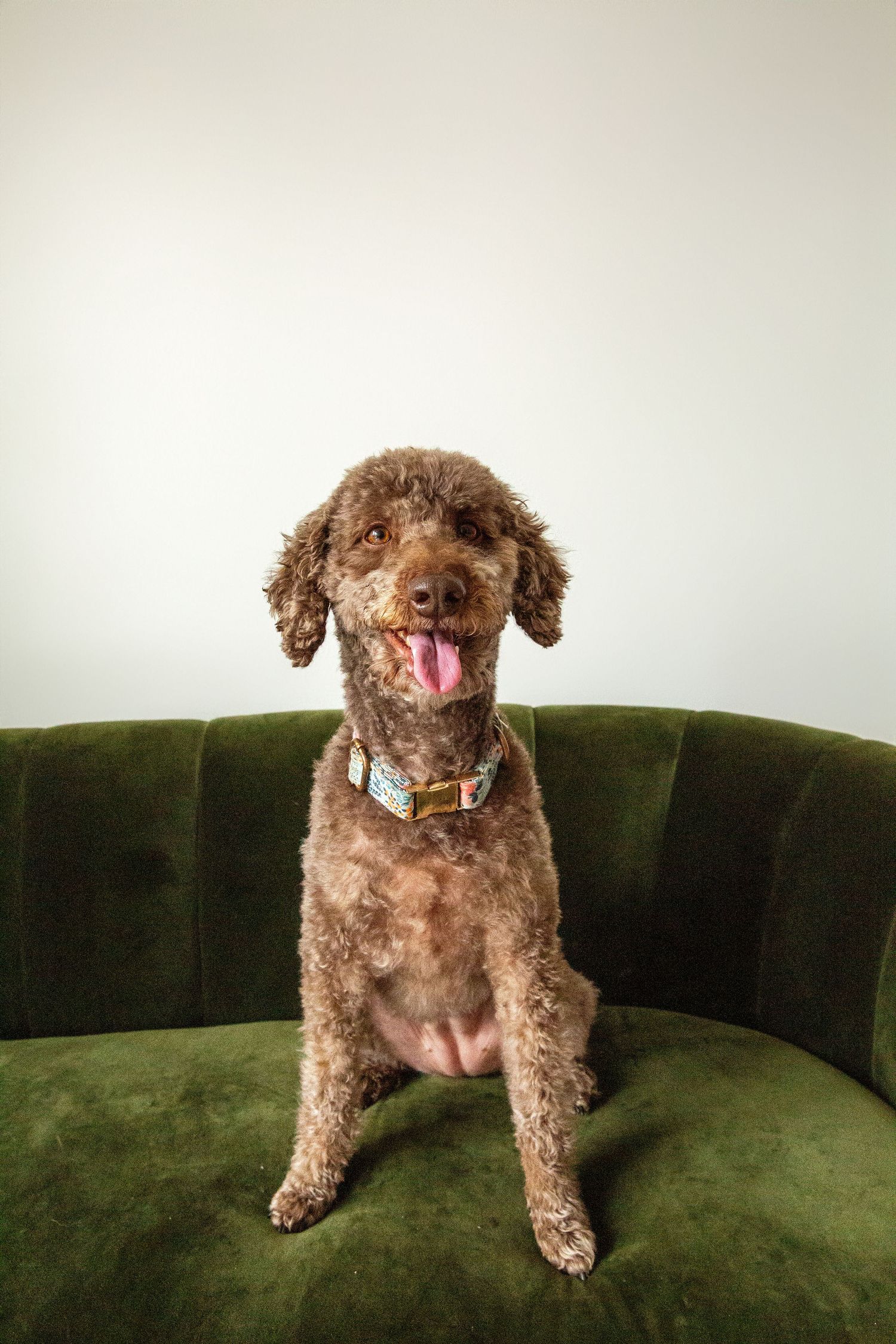 Brown curly-haired dog sitting on dark green couch making playful expressions.