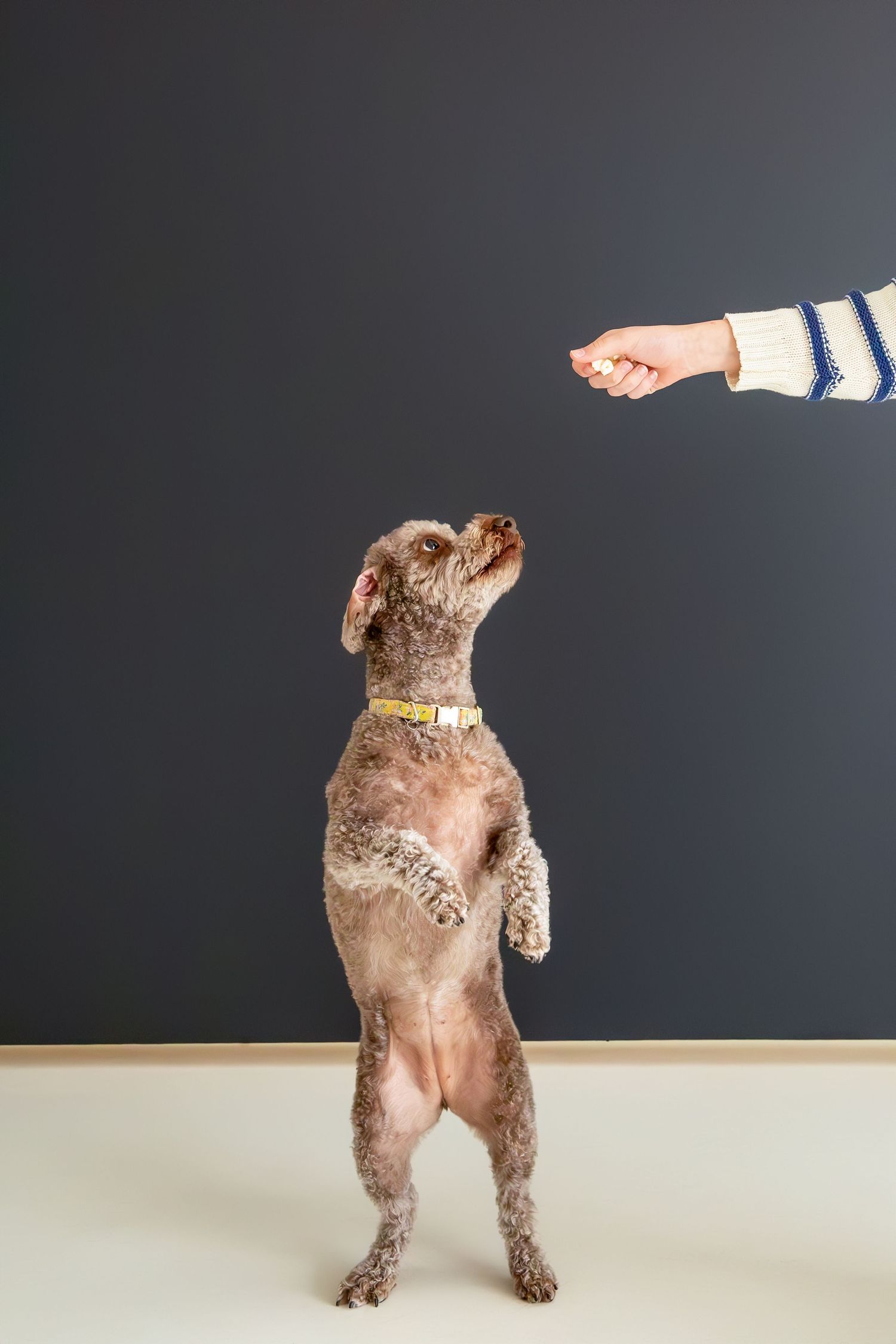 Playful brown dog jumping and performing tricks against black background.