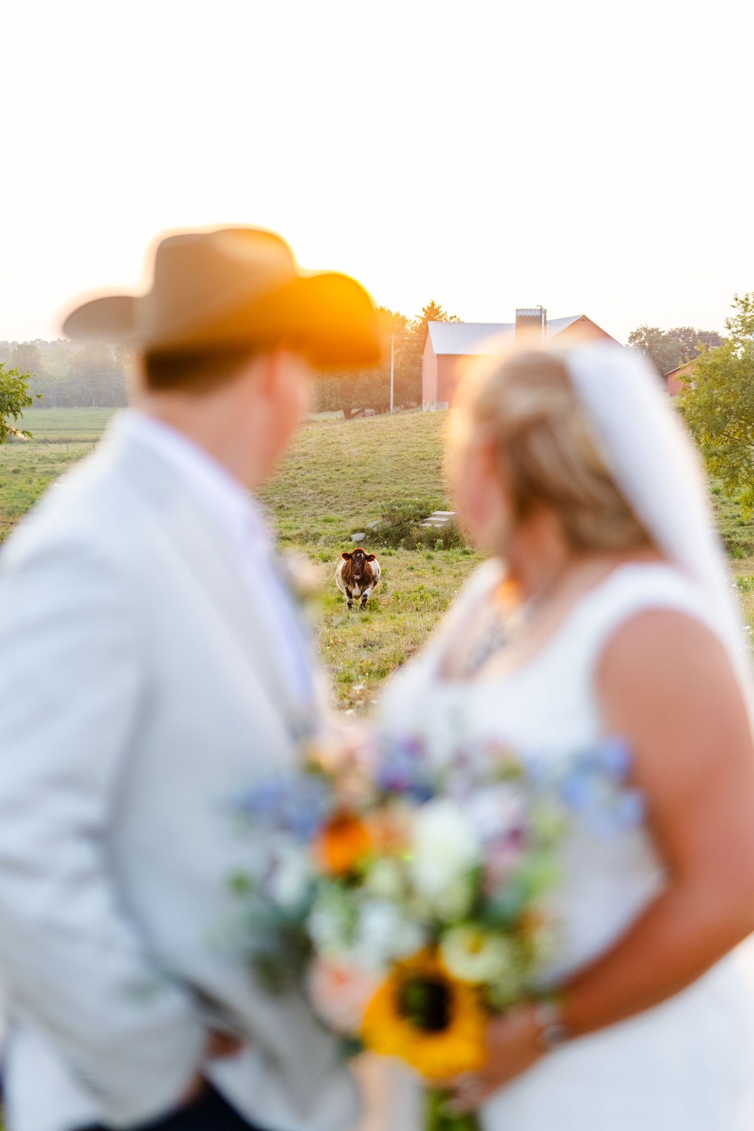 Bride and groom pose in a golden field with a shorthorn cow looking at them in the background at sunset.